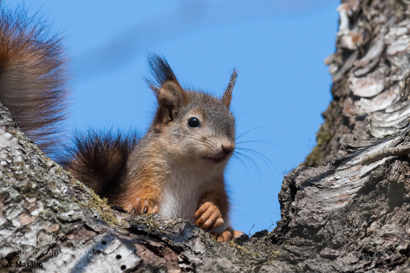 Nikon D500 sample photo. European red squirrel photography