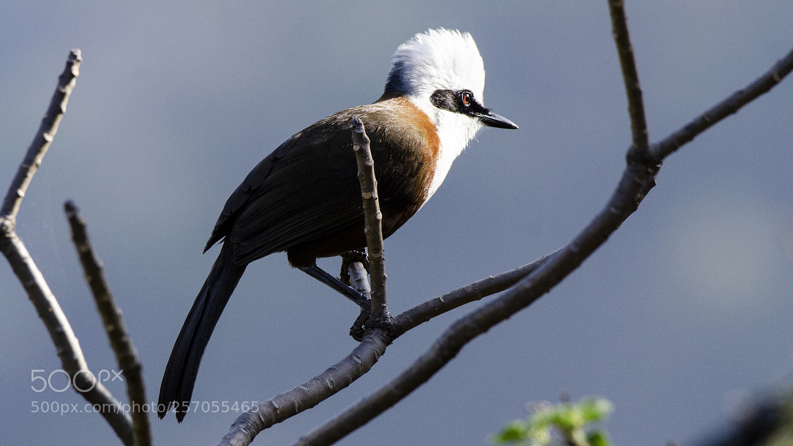 Nikon D7000 sample photo. White-crested laughing thrush photography