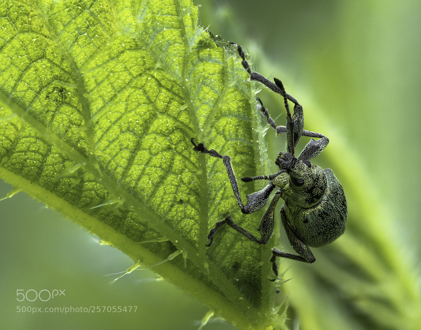 Olympus OM-D E-M1 Mark II sample photo. Curculionidae photography