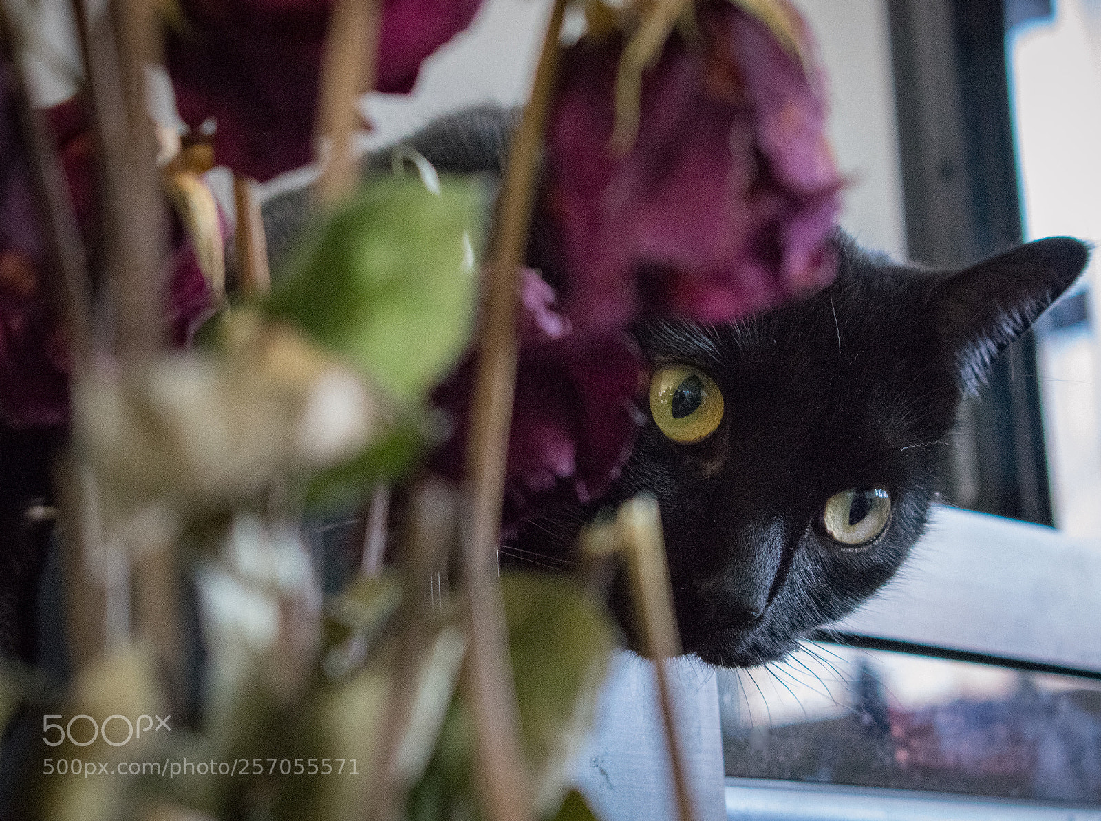Nikon D3400 sample photo. You can't hide photography