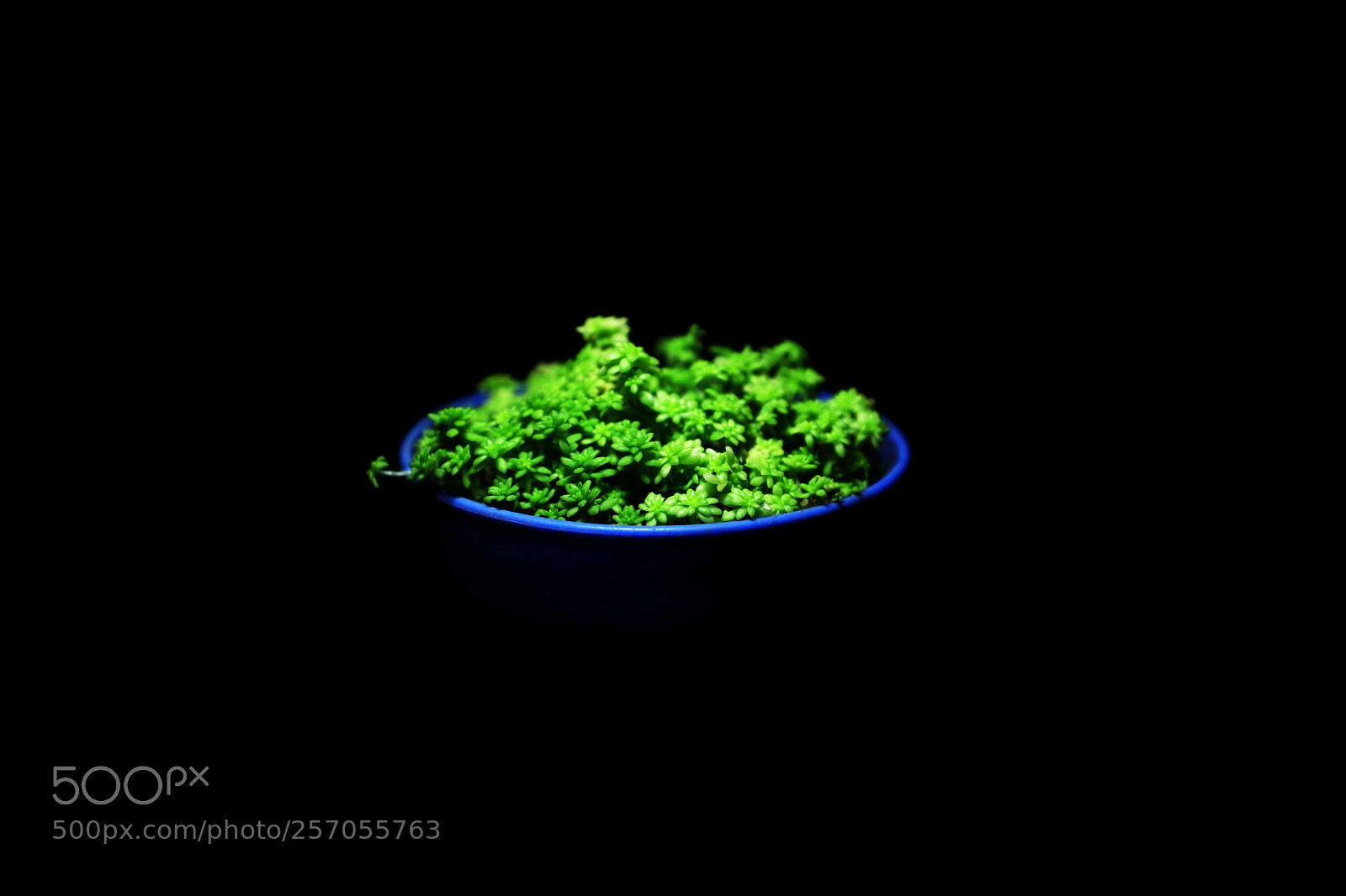 Canon EOS 6D Mark II sample photo. Untitled photography