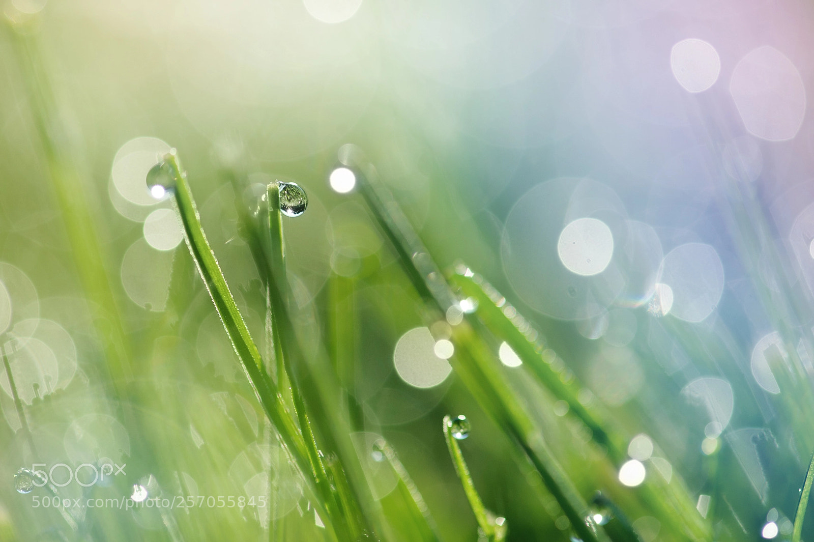 Nikon D700 sample photo. Dew drops photography