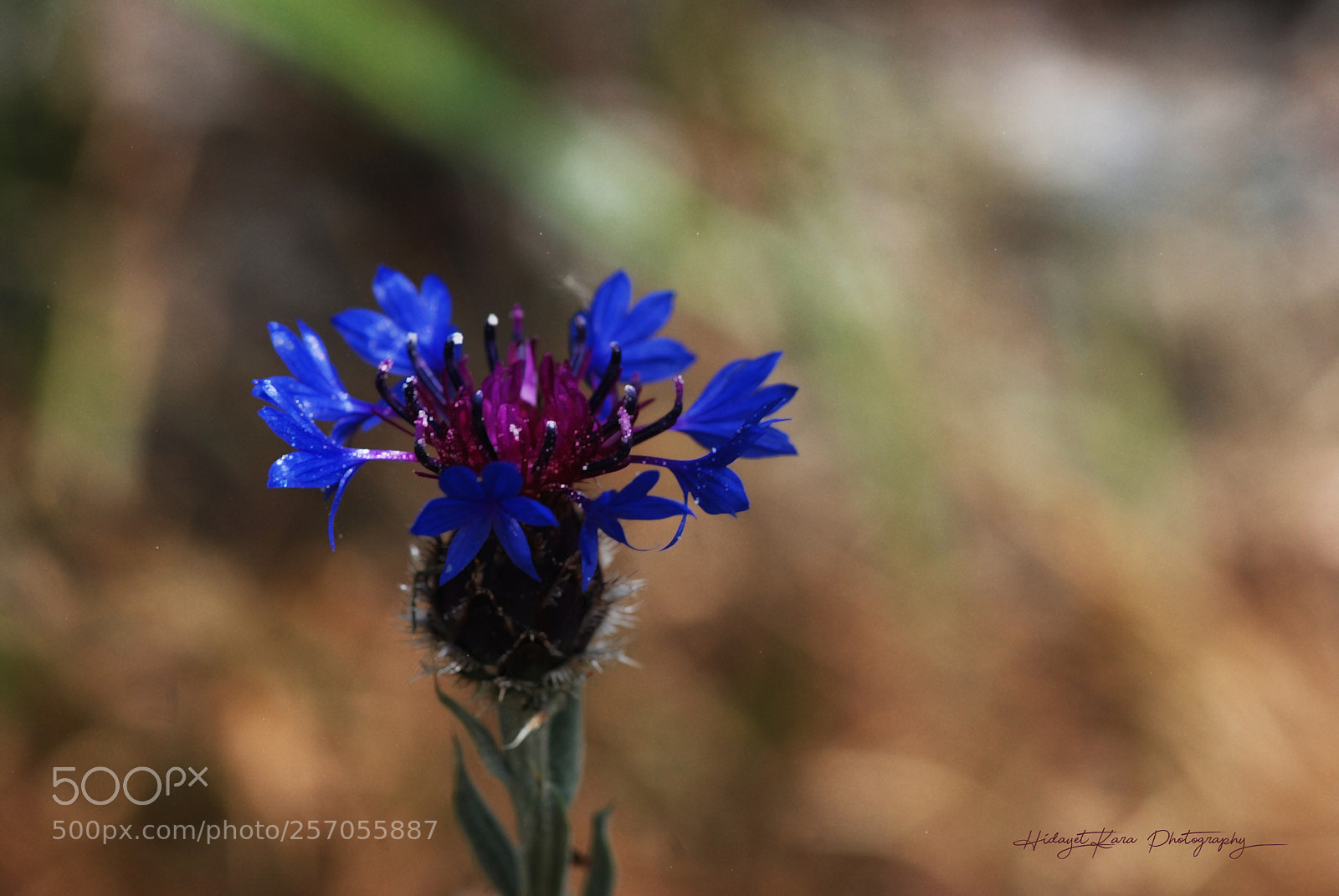 Nikon D80 sample photo. Color and flower photography