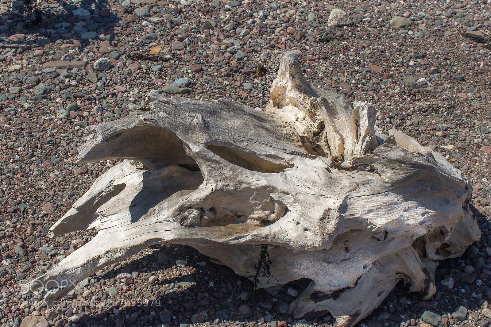 Canon EOS 1200D (EOS Rebel T5 / EOS Kiss X70 / EOS Hi) sample photo. Driftwood on the coast photography