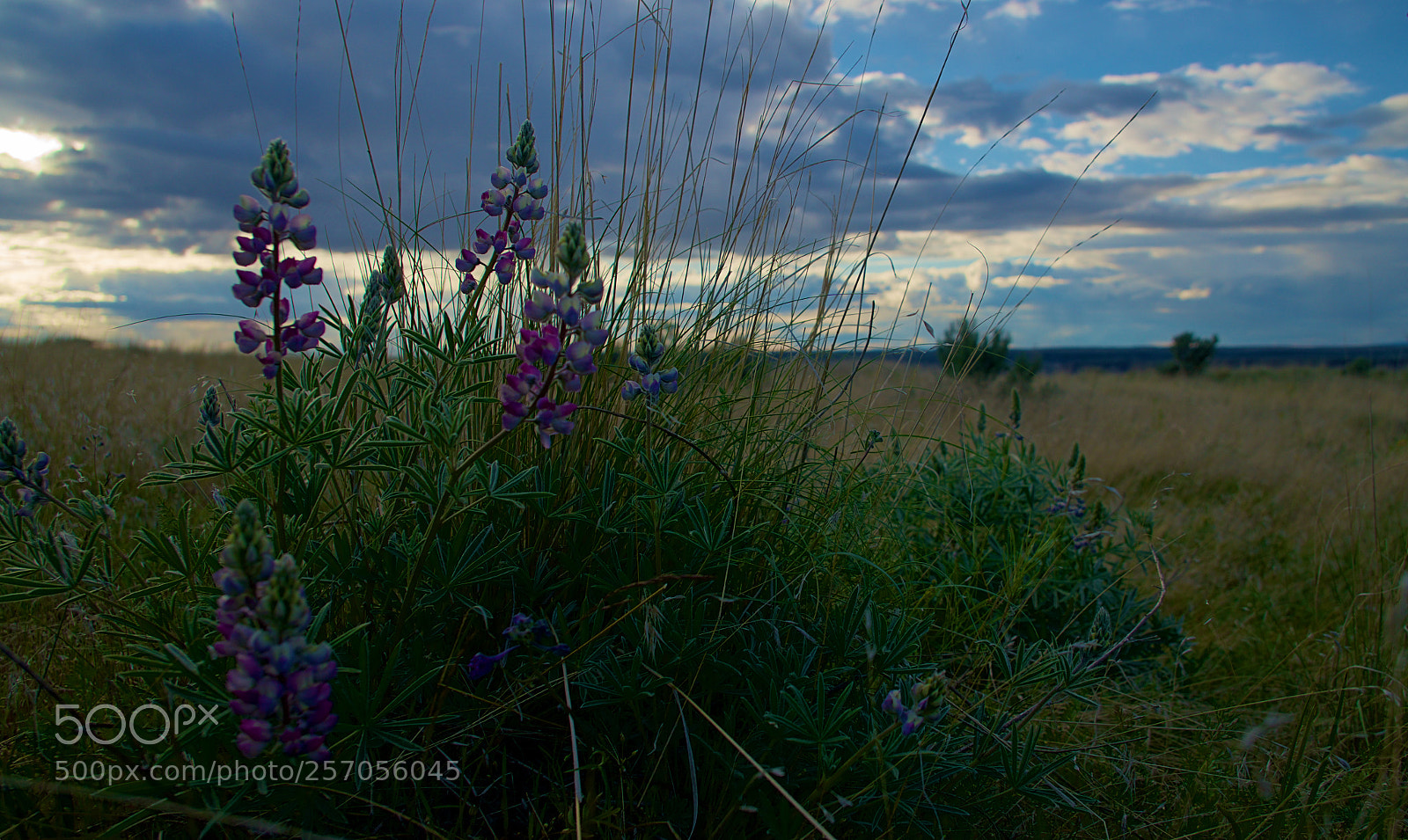 Sony a6300 sample photo. Flowers at sunset photography