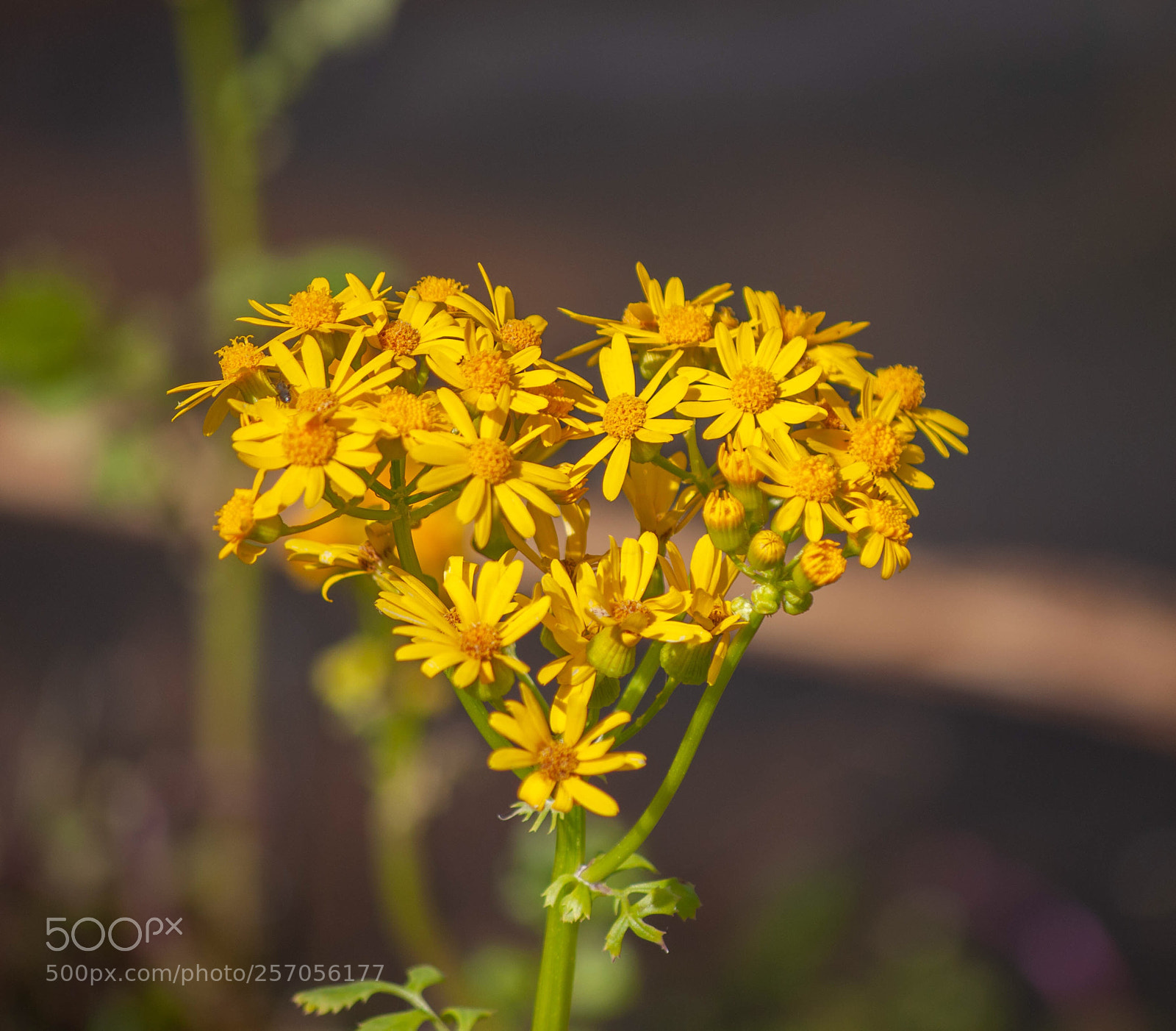 Nikon D90 sample photo. Heart flowers photography