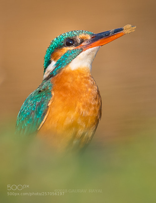 Nikon D5 sample photo. Common kingfisher, female photography