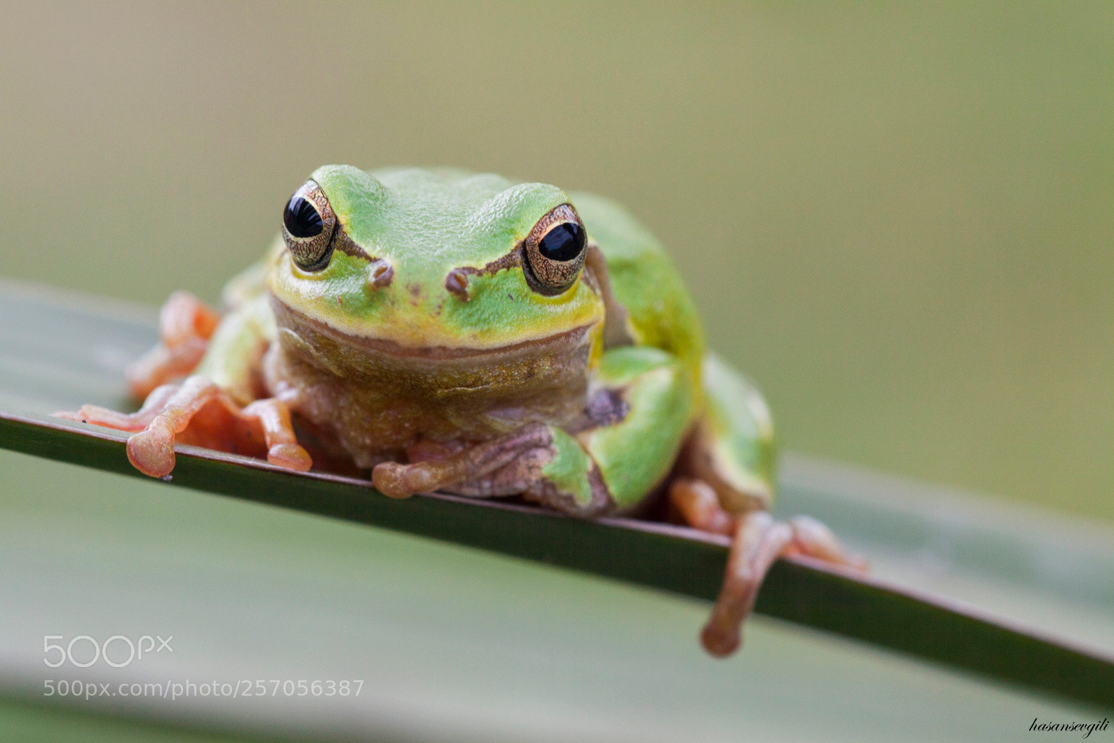 Canon EOS 50D sample photo. Hyla/frog photography