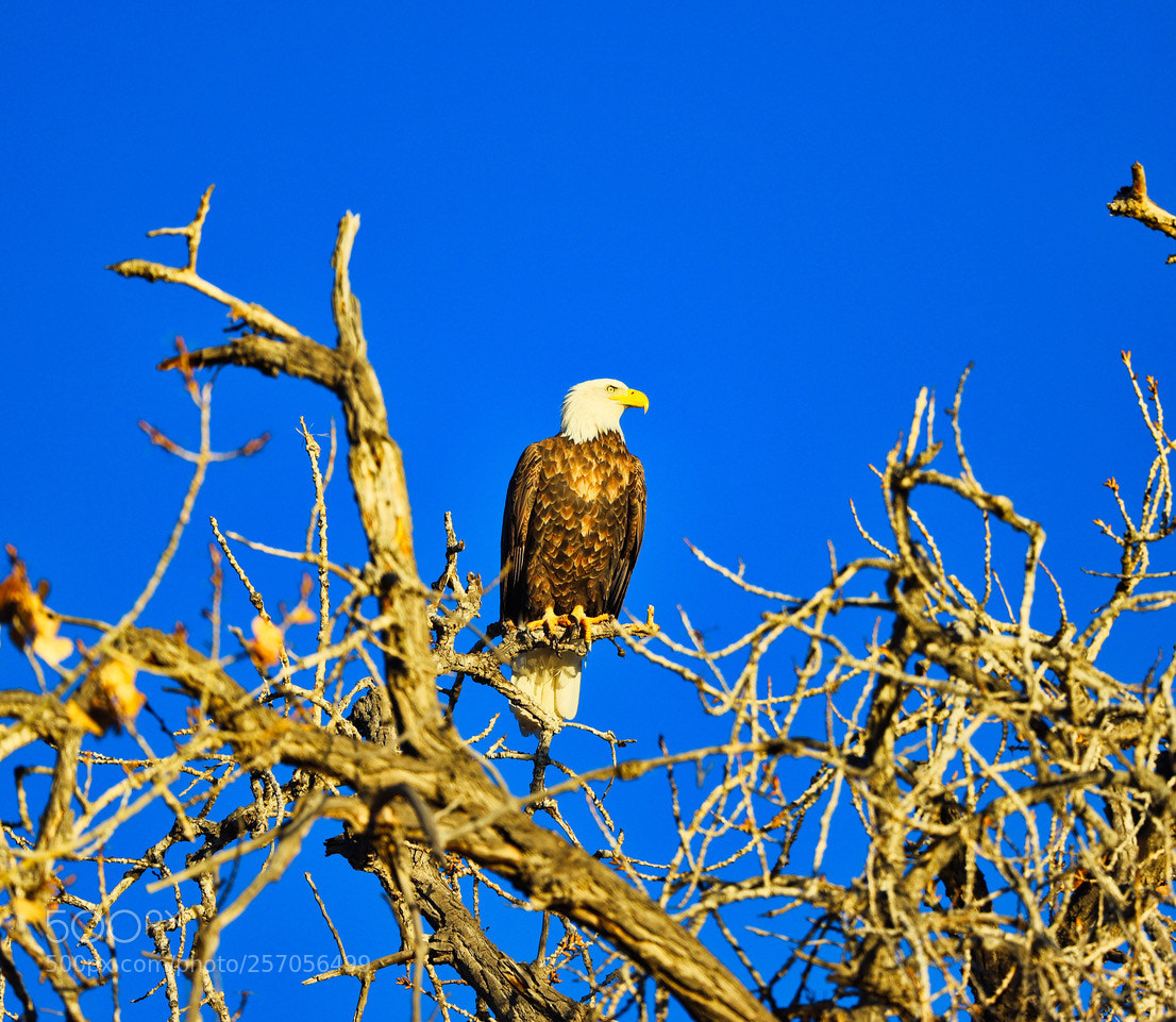 Canon EOS 6D Mark II sample photo. Bald eagle photography