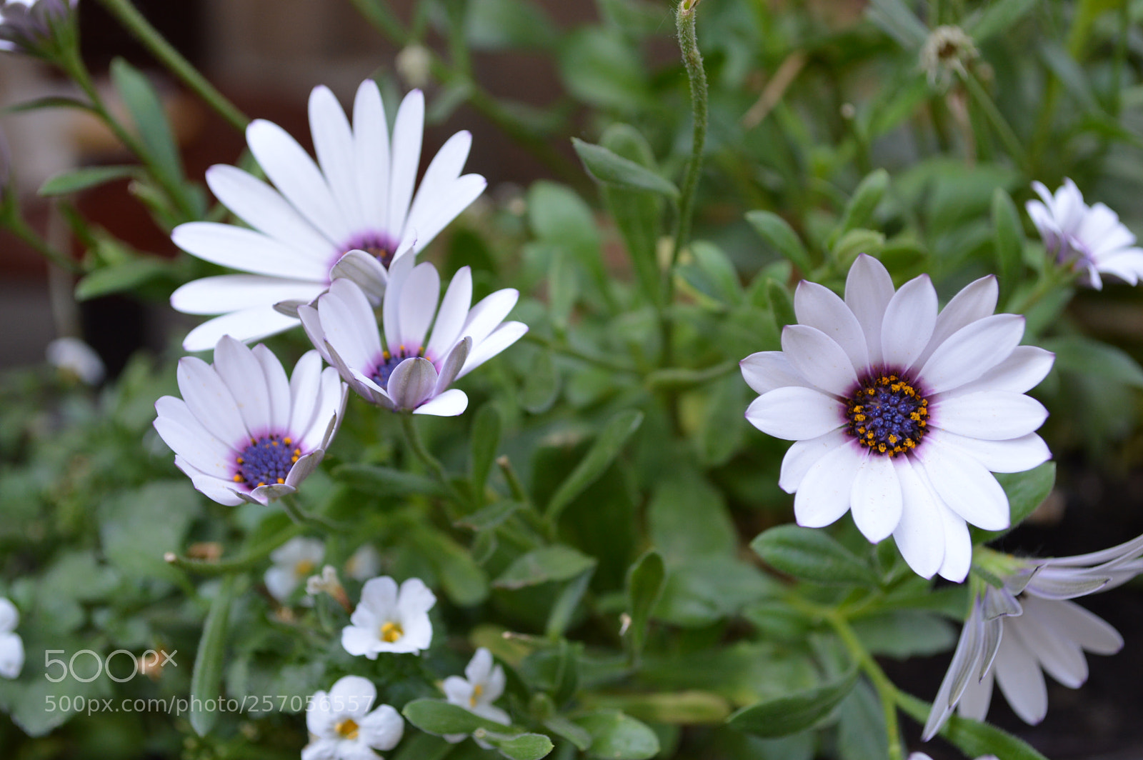 Nikon D3200 sample photo. Dsc photography