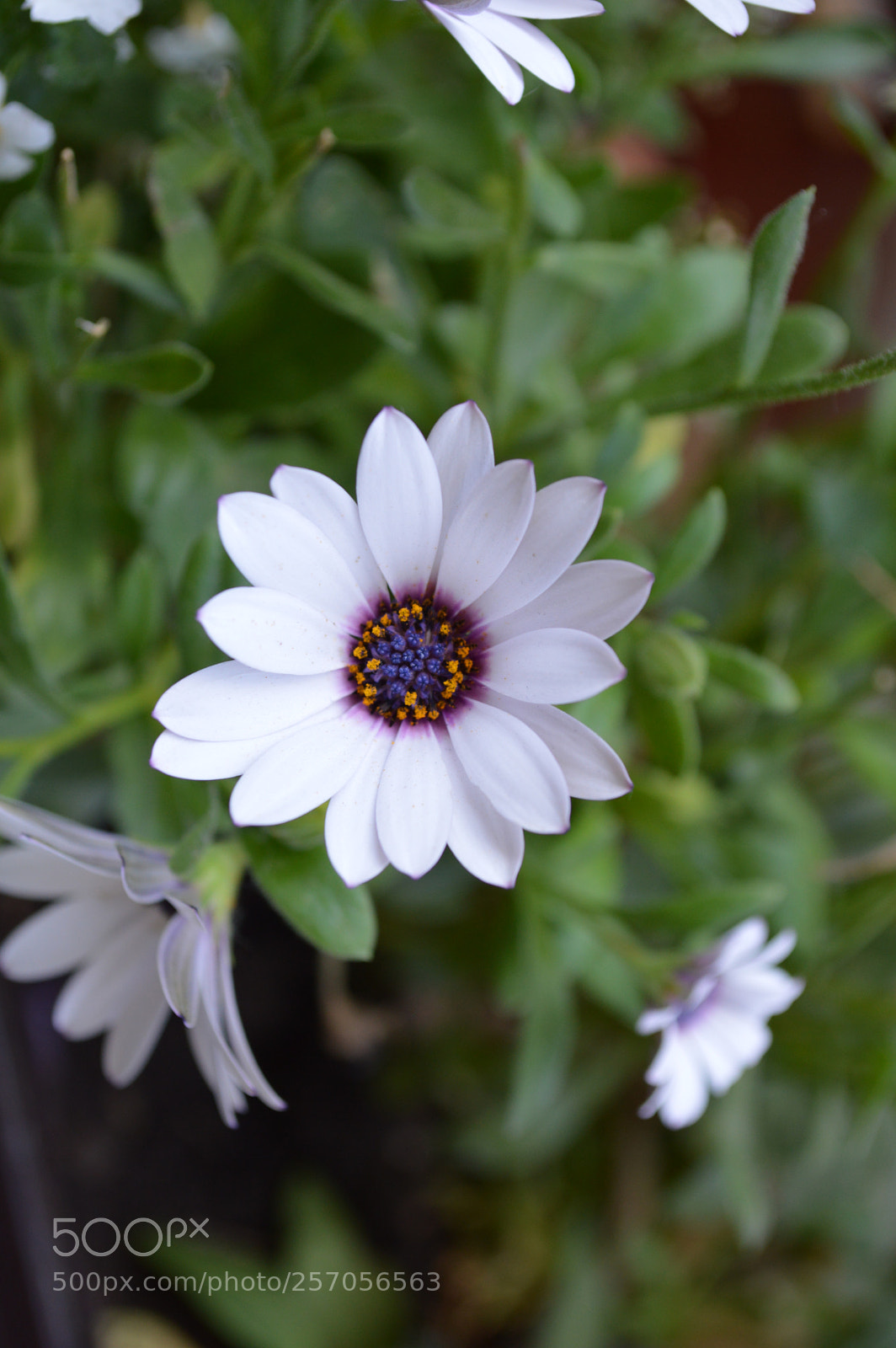 Nikon D3200 sample photo. Dsc photography