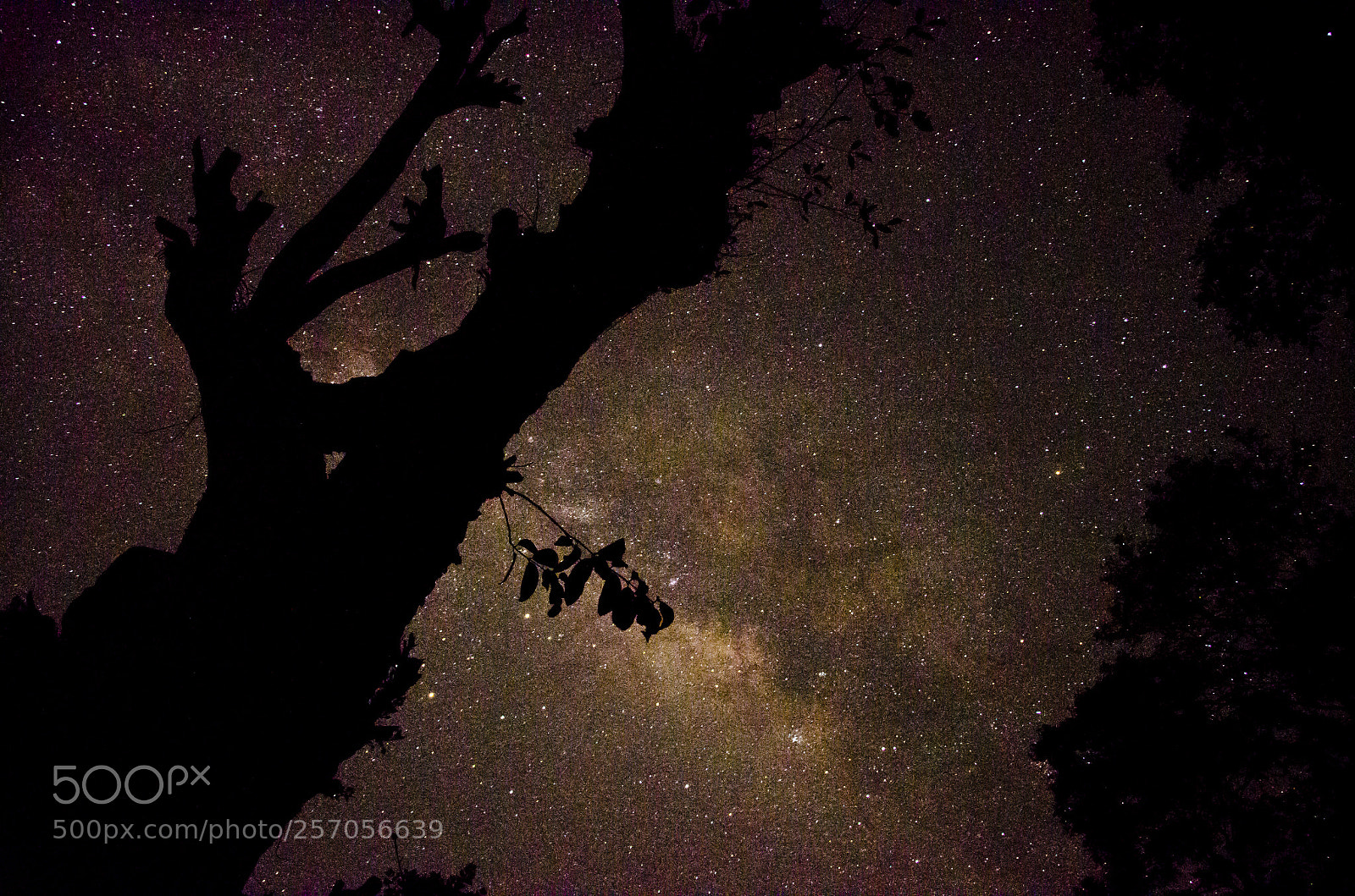 Nikon D7000 sample photo. Cosmic tree photography