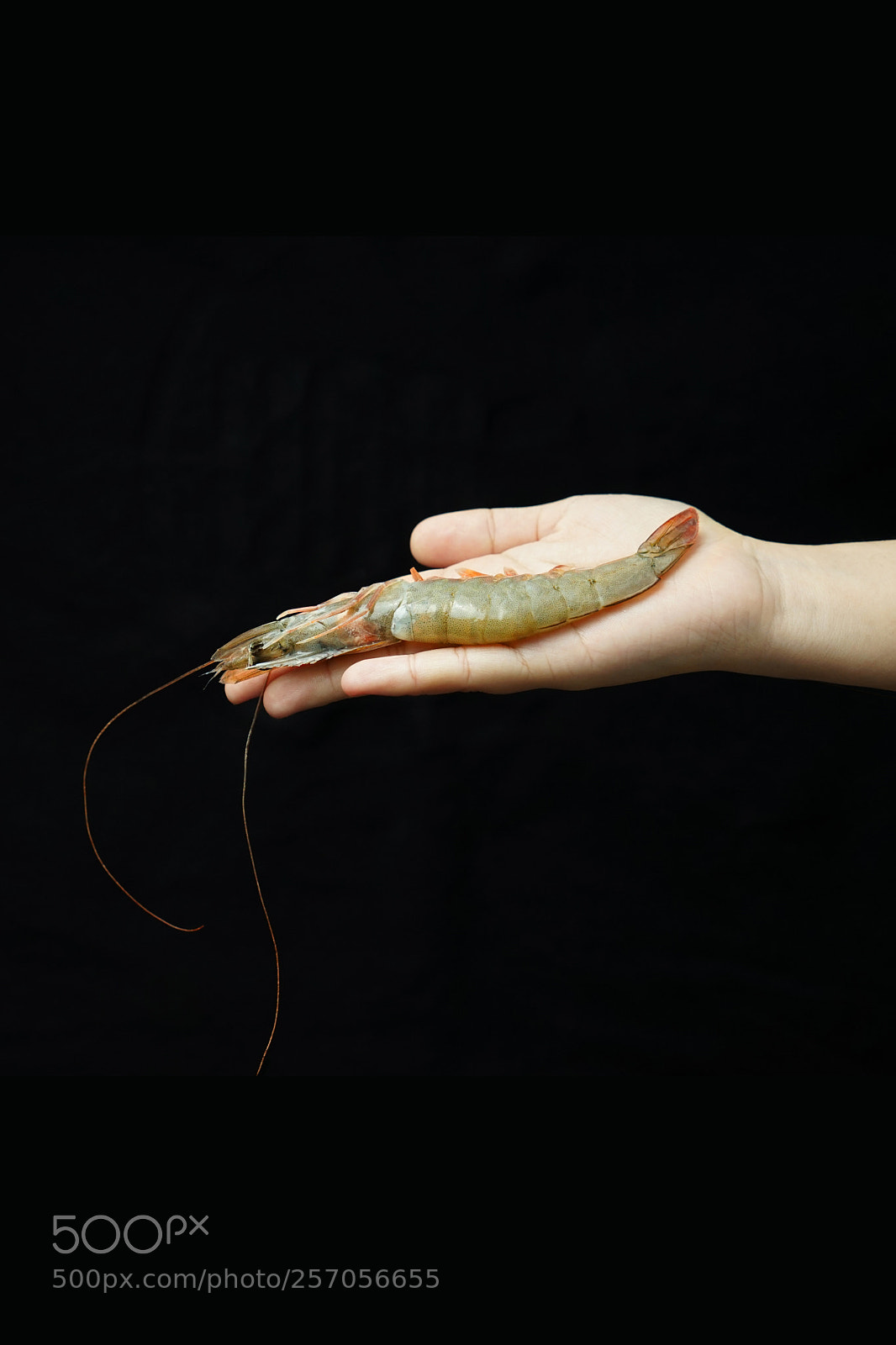 Sony a7 II sample photo. Shrimp photography