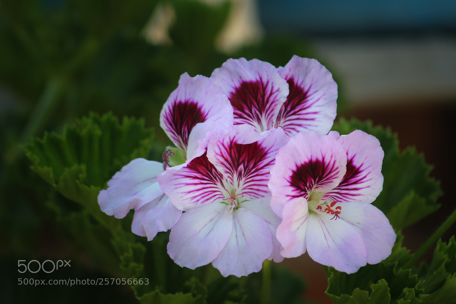 Canon EOS 1200D (EOS Rebel T5 / EOS Kiss X70 / EOS Hi) sample photo. Flor, flower photography