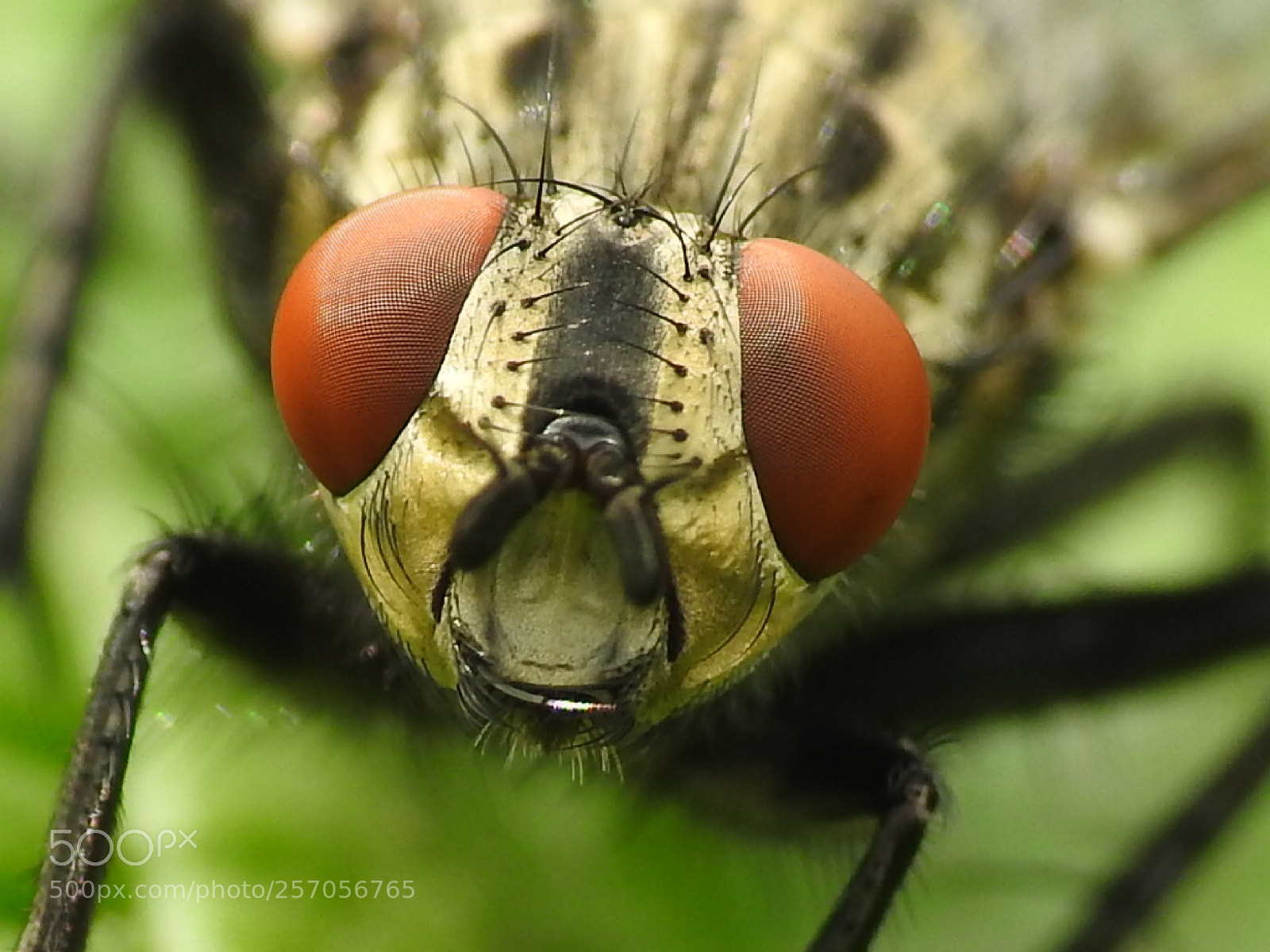 Nikon Coolpix P900 sample photo. Close up photography
