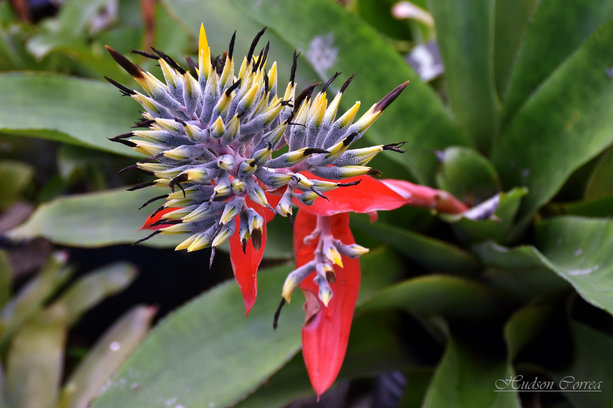 Nikon D7200 sample photo. Bromeliad photography