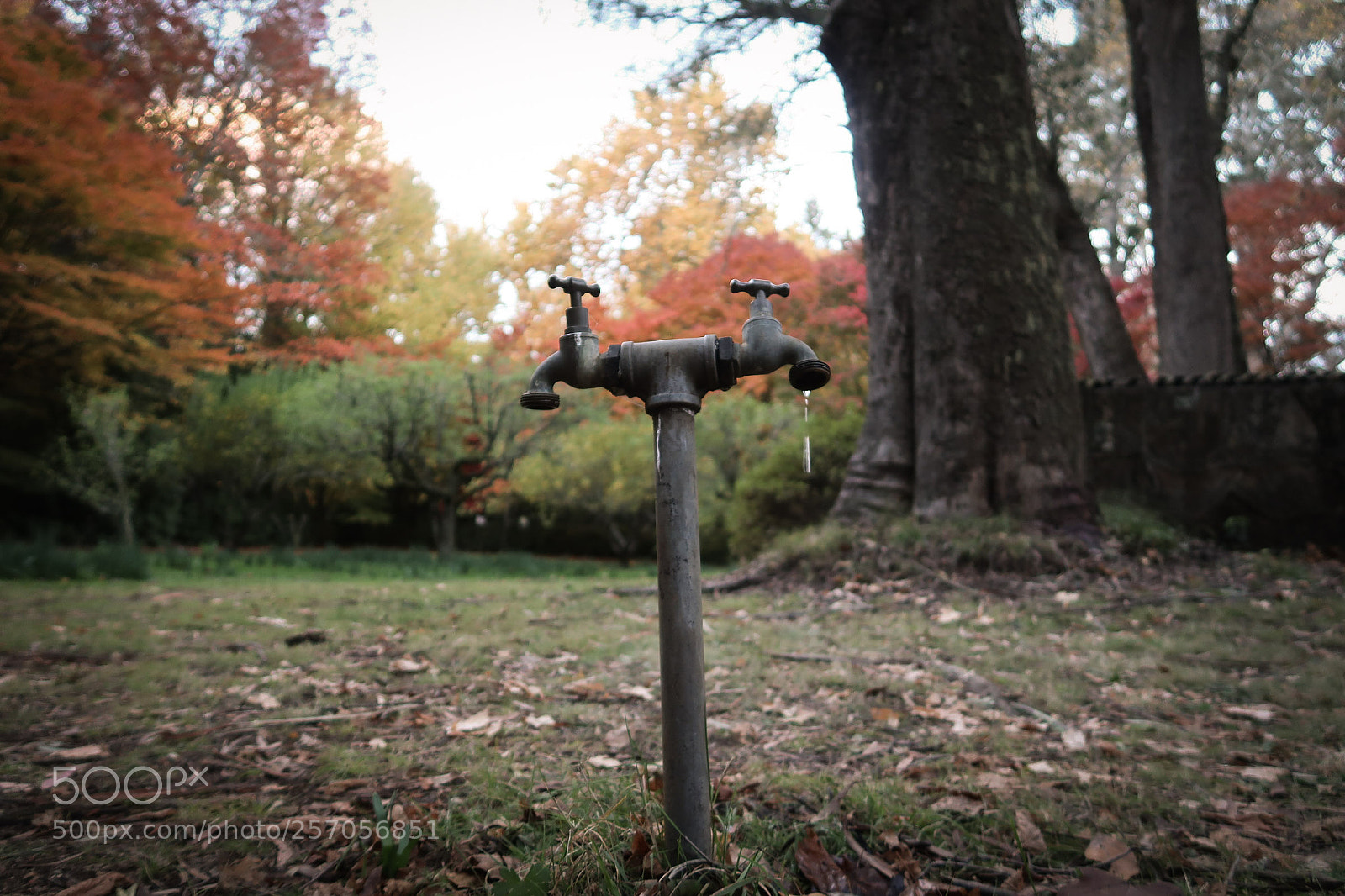 Canon PowerShot G7 X Mark II sample photo. Every drop counts photography