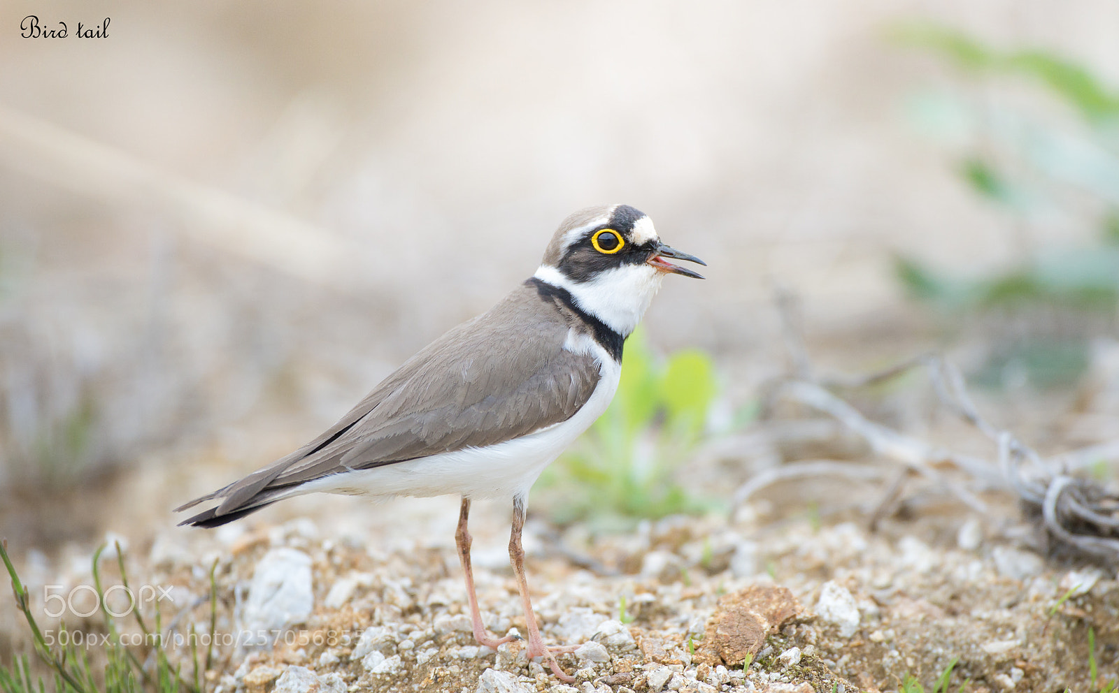 Nikon D4 sample photo. Little ringed plover in photography