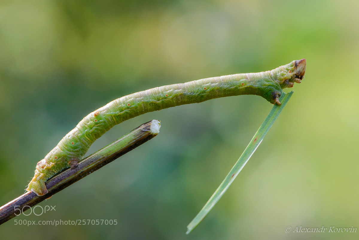 Nikon D610 sample photo. ... photography