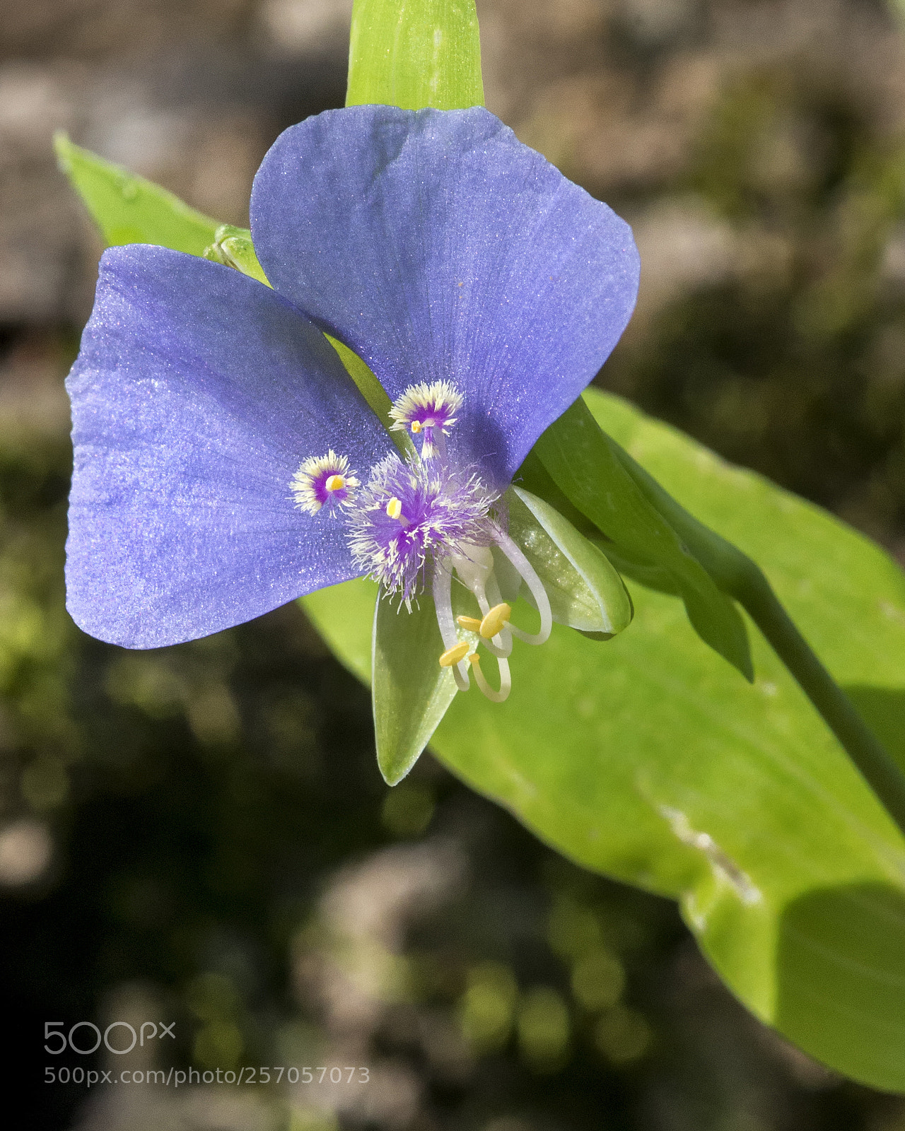 Nikon D800 sample photo. Unknown species photography