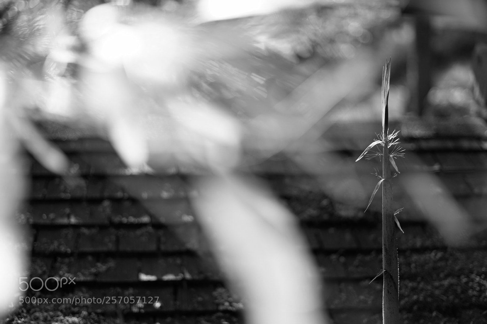 Sony a7 II sample photo. Contre-jour [b/w] photography
