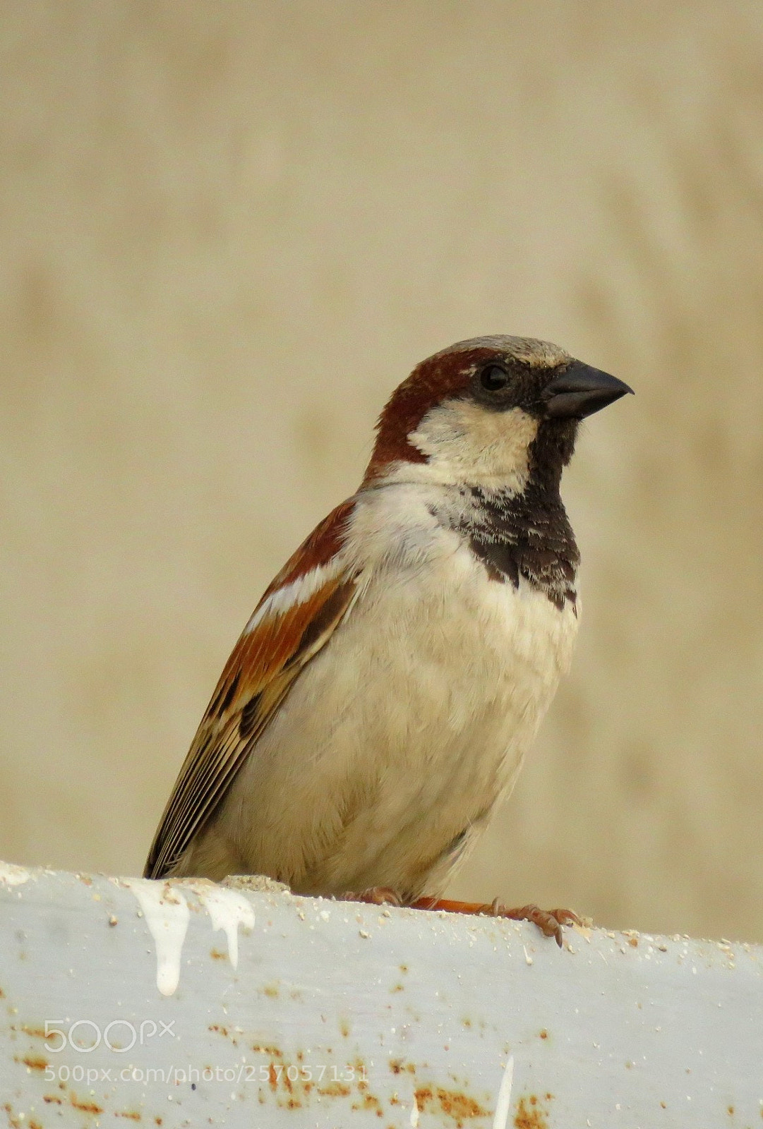 Canon PowerShot SX60 HS sample photo. Little bird photography