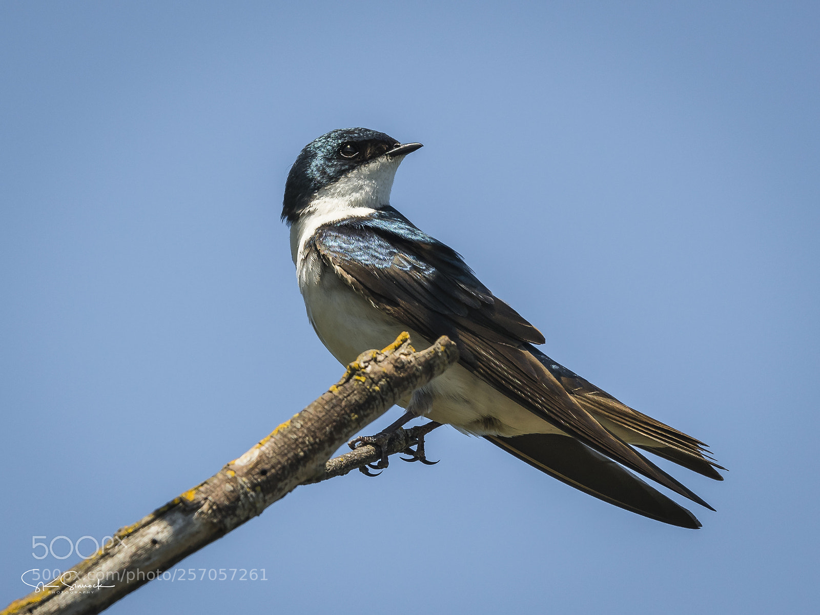 Nikon D850 sample photo. Tree swallow photography