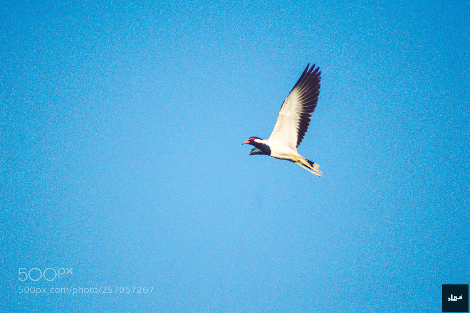 Nikon D5300 sample photo. Flight photography