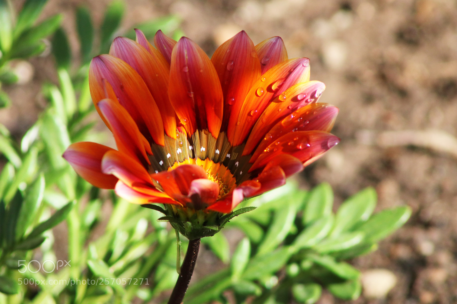 Canon EOS 750D (EOS Rebel T6i / EOS Kiss X8i) sample photo. Flower in my garden photography