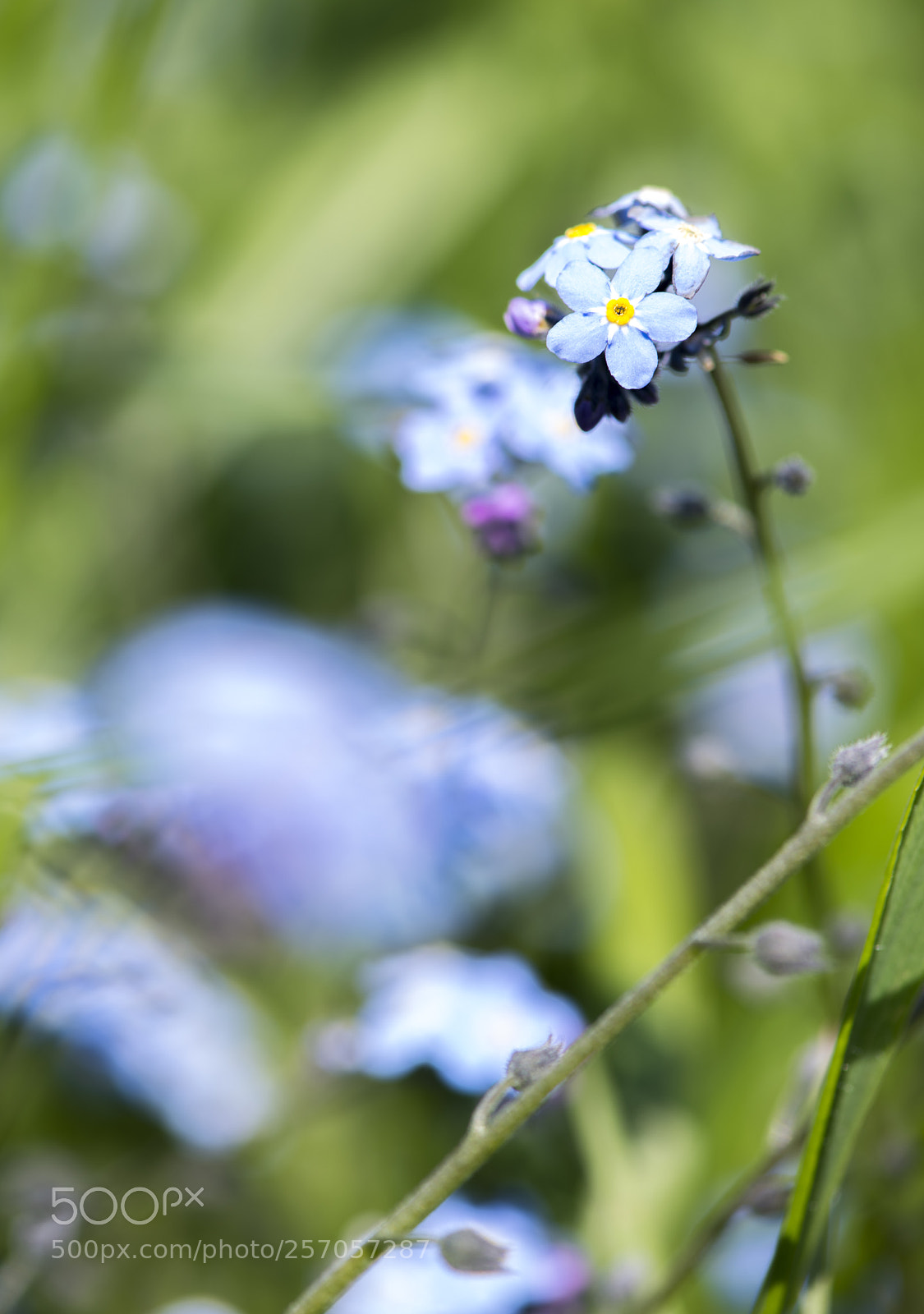Nikon D850 sample photo. Blue little flowers photography