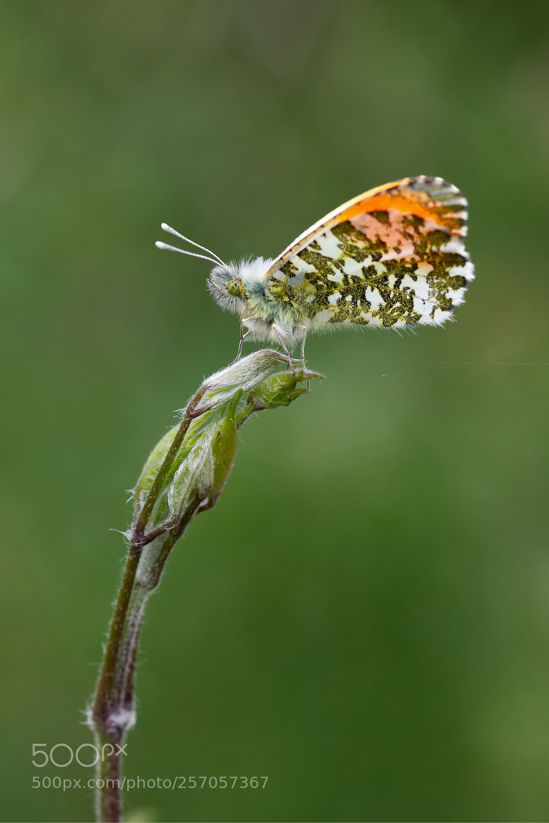 Canon EOS 70D sample photo. Orange tip photography