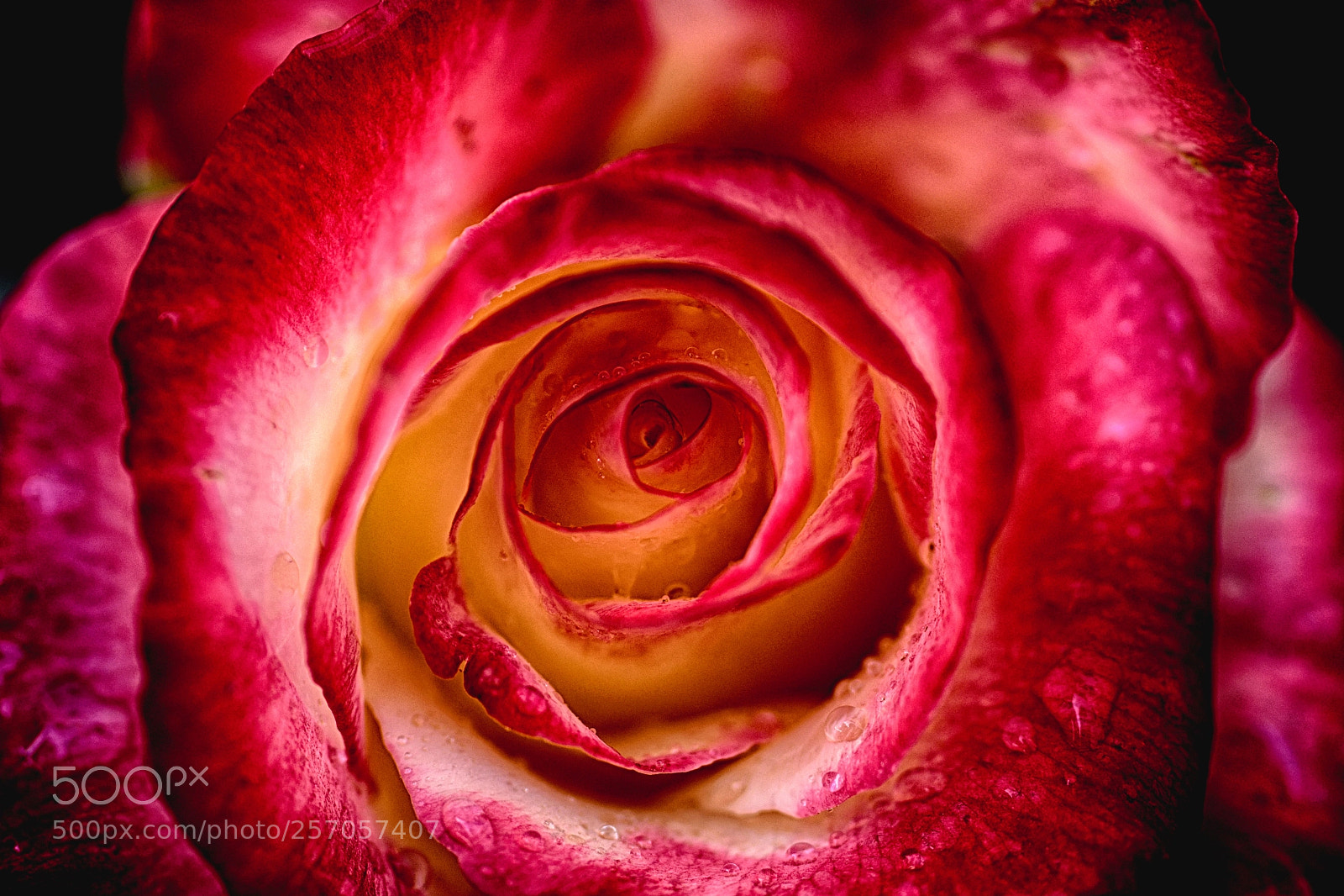 Nikon D500 sample photo. Rose, may bloom photography