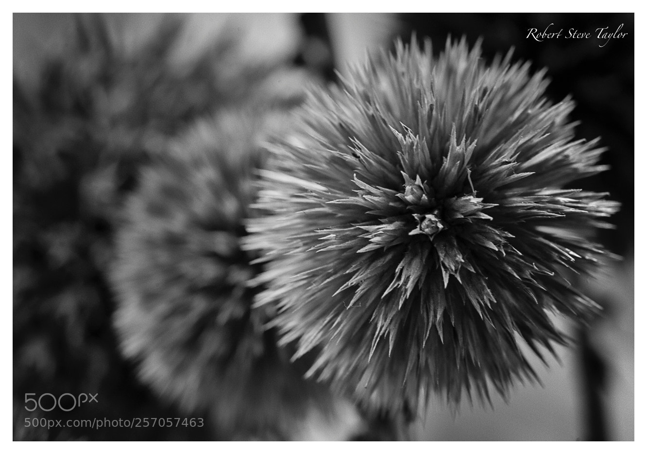 Canon EOS 6D Mark II sample photo. Don't touch me! photography