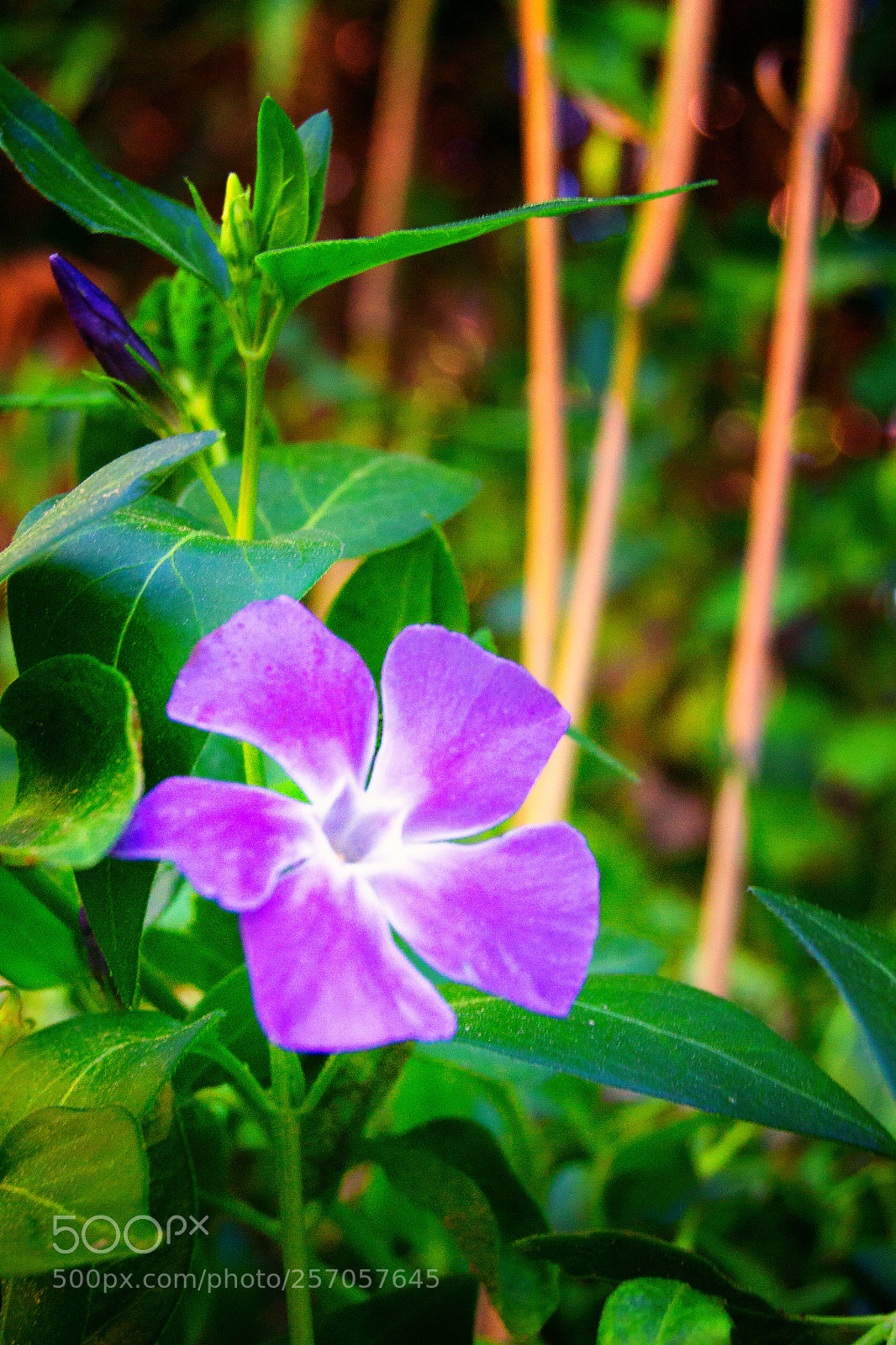 Nikon D3100 sample photo. Lila blume photography