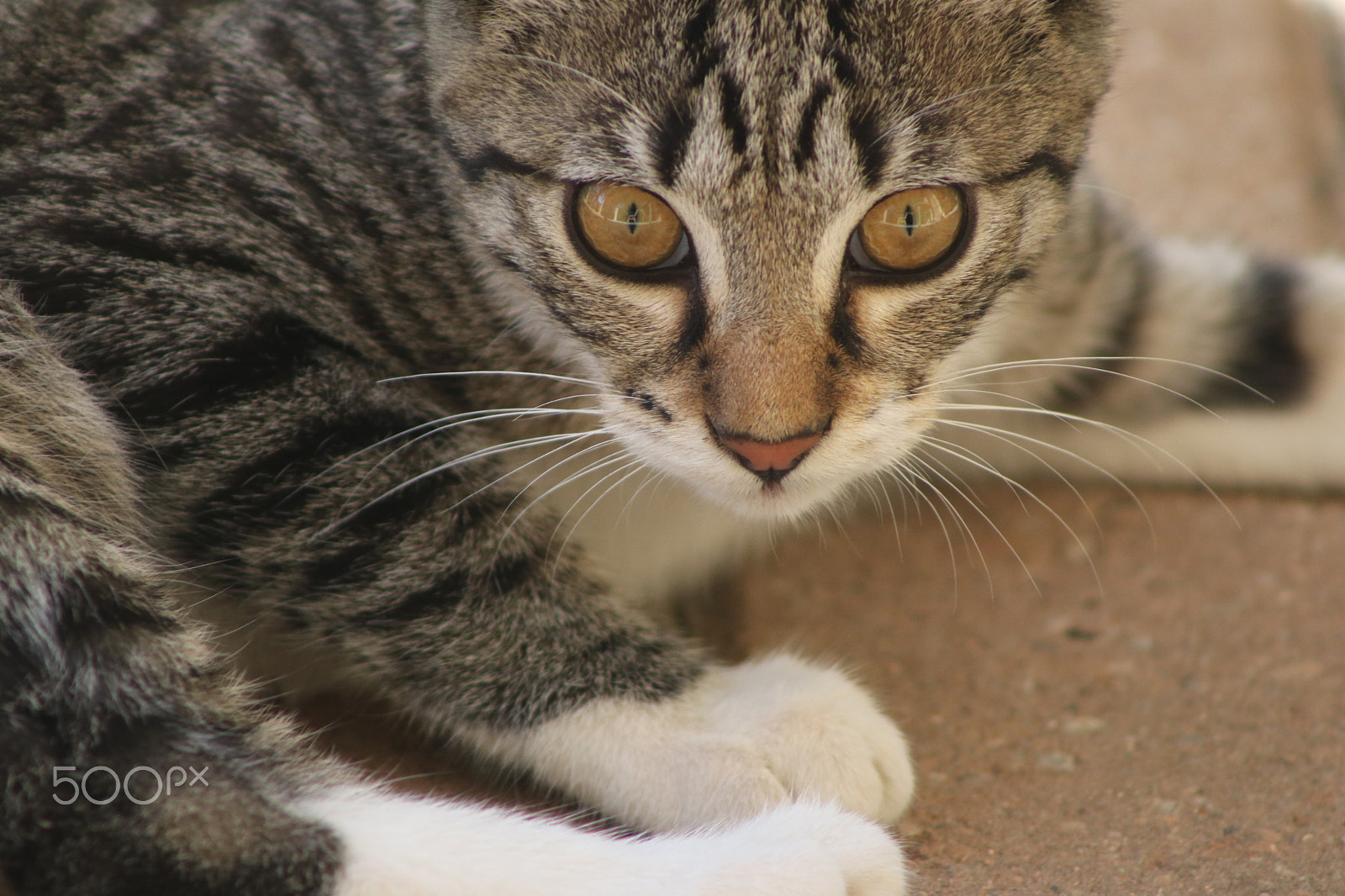Canon EF 75-300mm f/4-5.6 sample photo. Jack photography