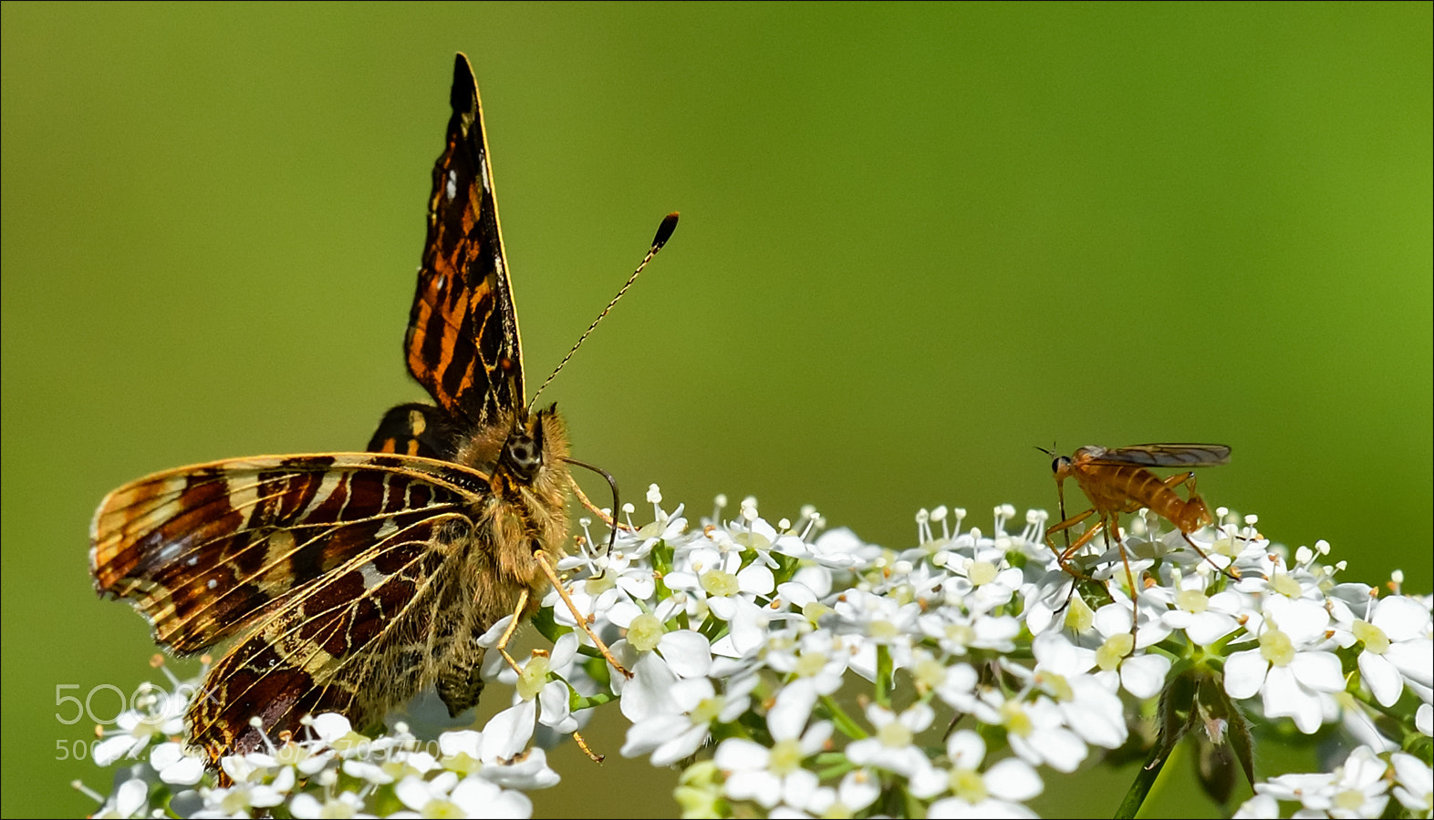 Nikon D500 sample photo. Butterfly photography