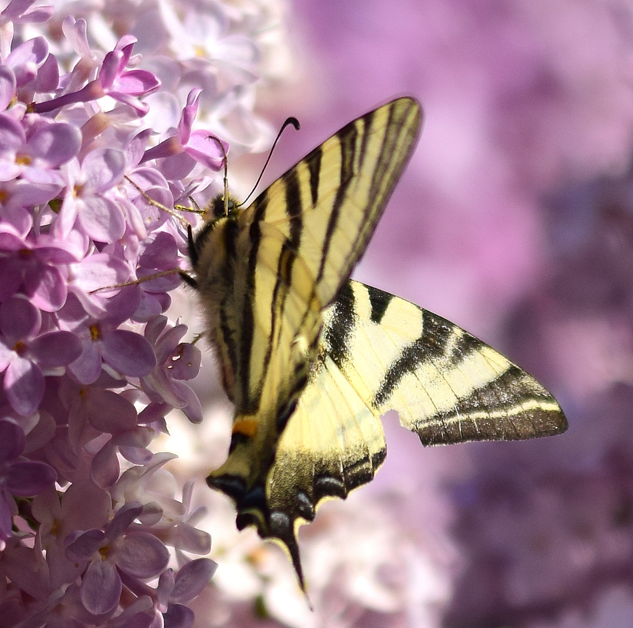 Nikon D5300 sample photo. 2018-04-butterfly kisses.jpg photography