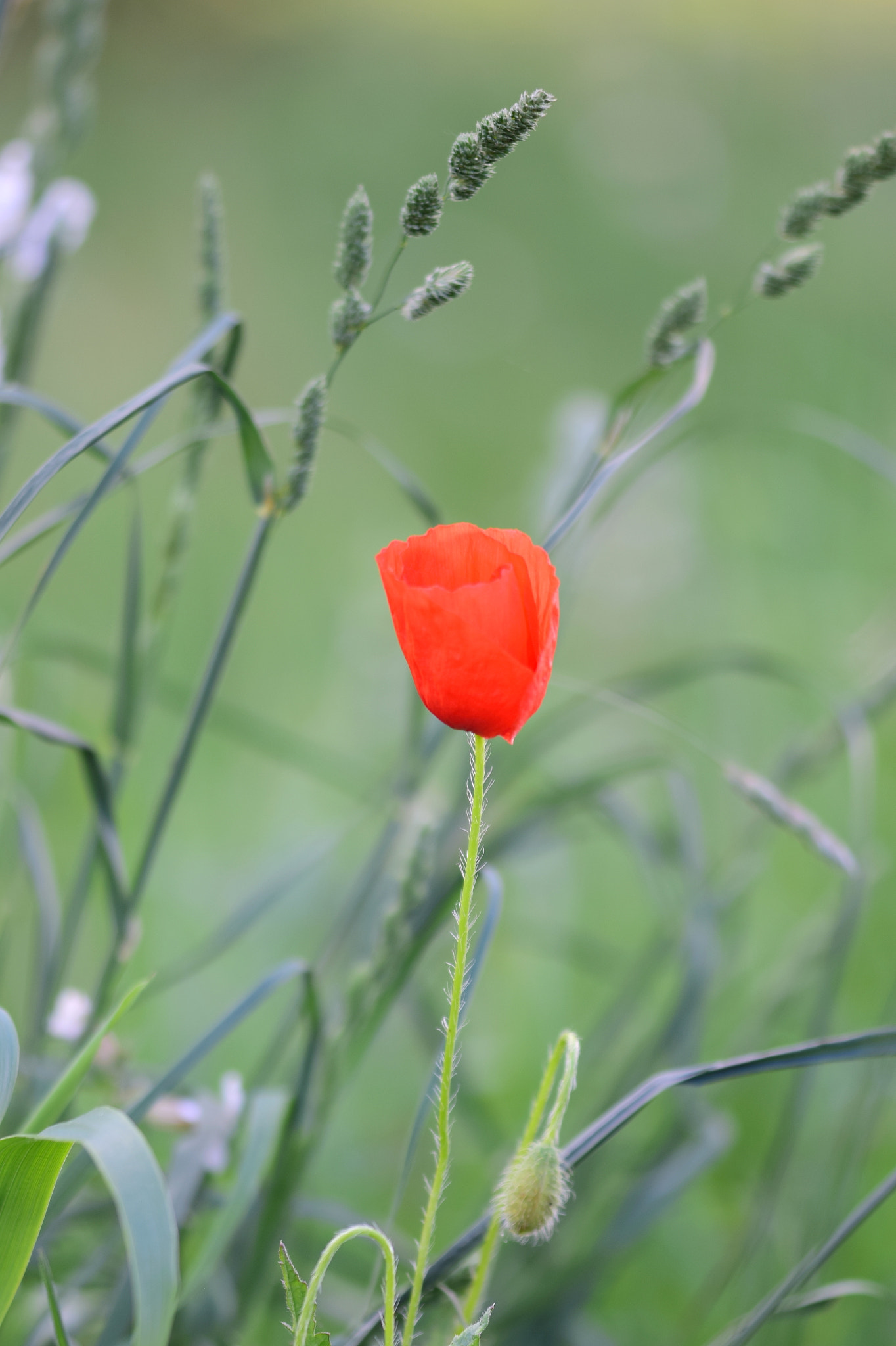 Nikon D5300 sample photo. Red red one.jpg photography