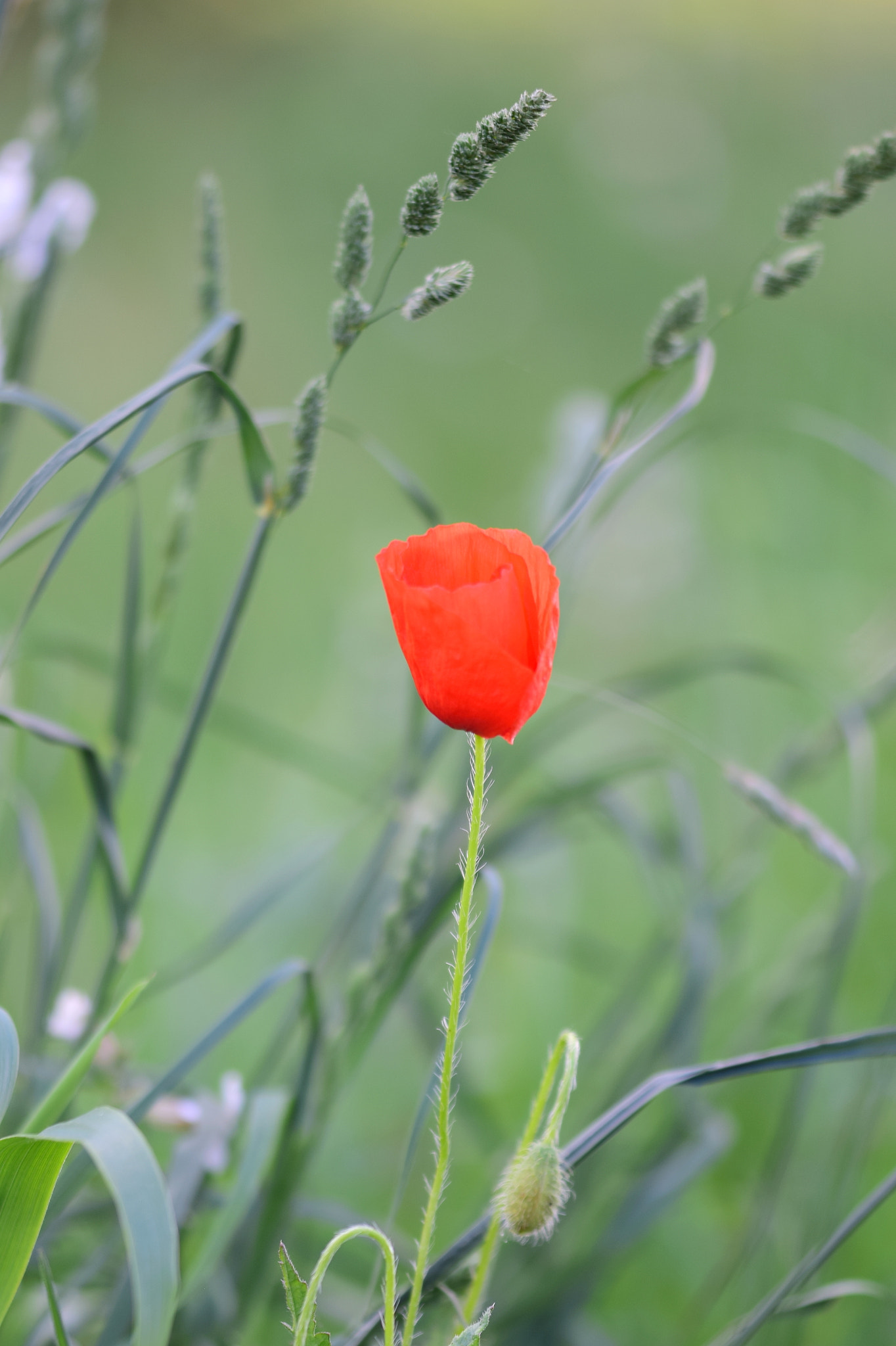 Nikon D5300 + Sigma 150mm F2.8 EX DG Macro HSM sample photo. Red red one.jpg photography