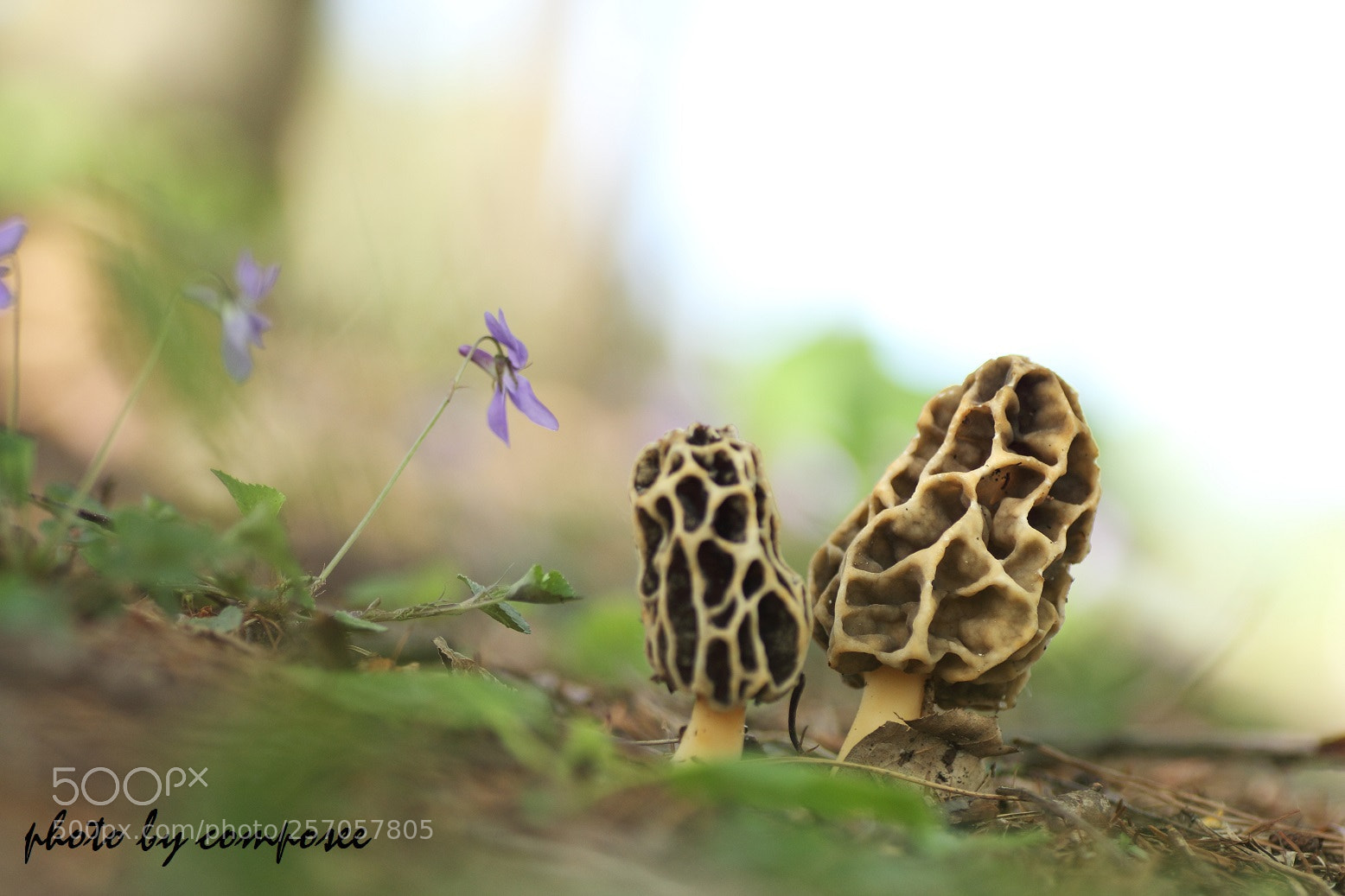 Canon EOS 60D sample photo. Morchella esculenta photography