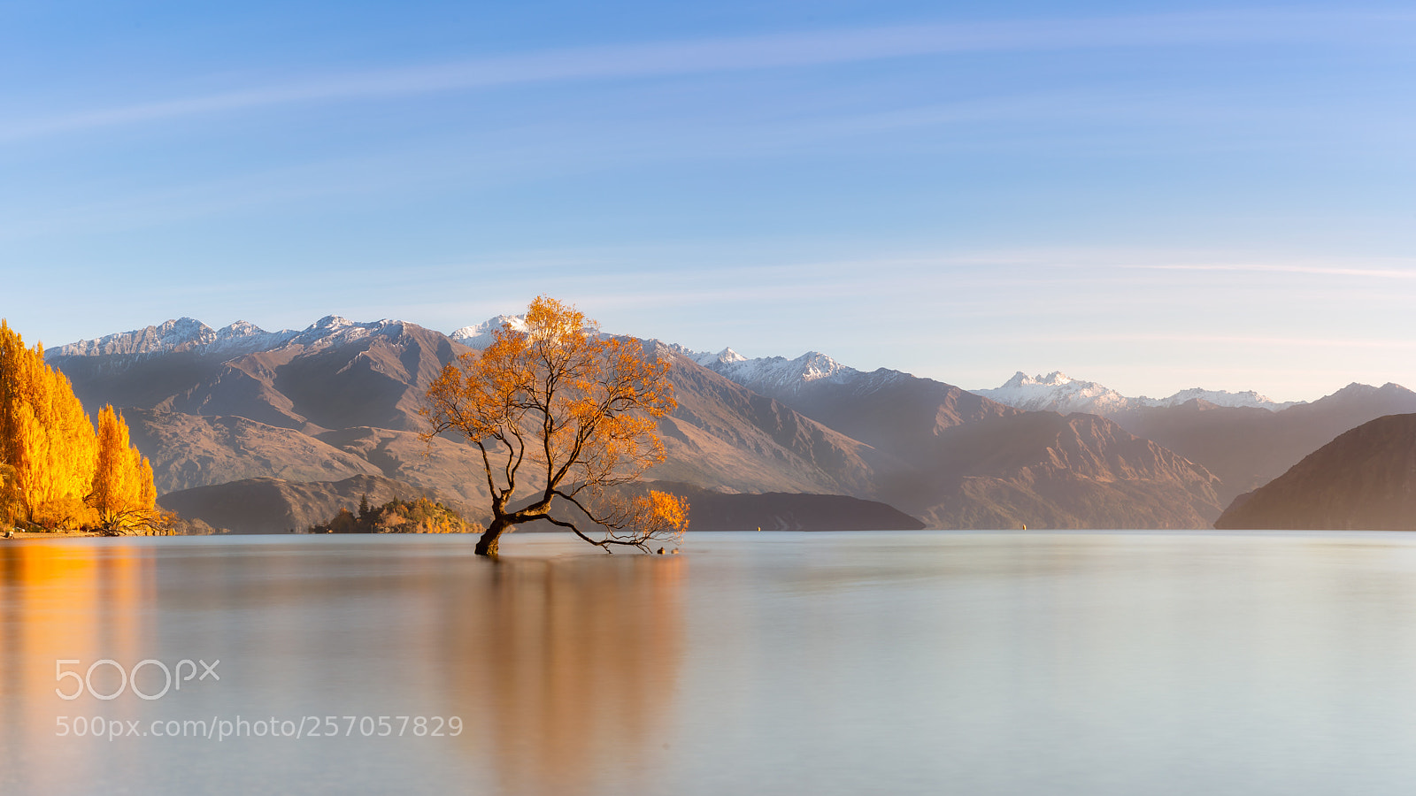 Canon EOS 6D sample photo. Wanaka tree photography