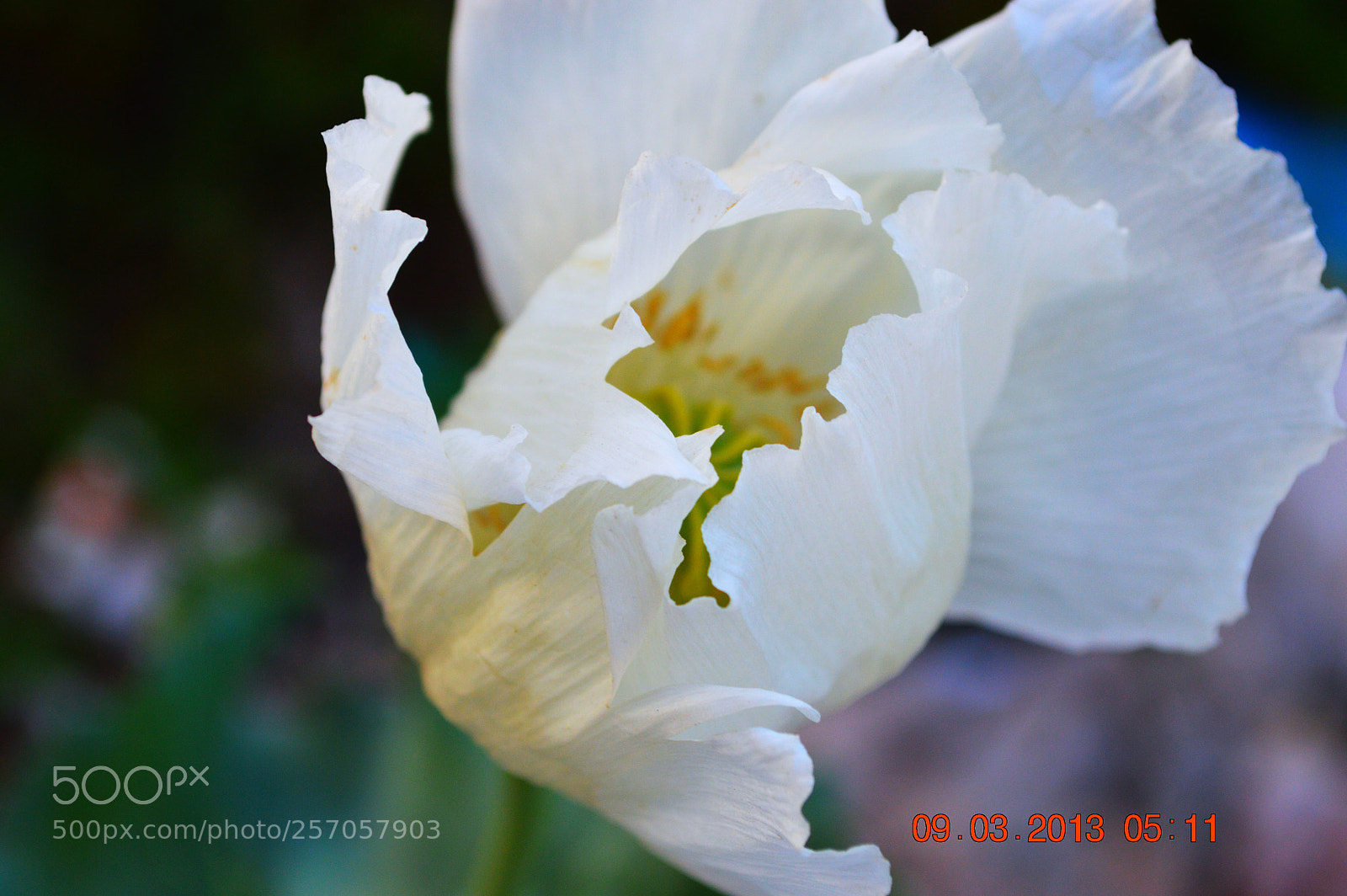 Nikon D3200 sample photo. Untitled photography