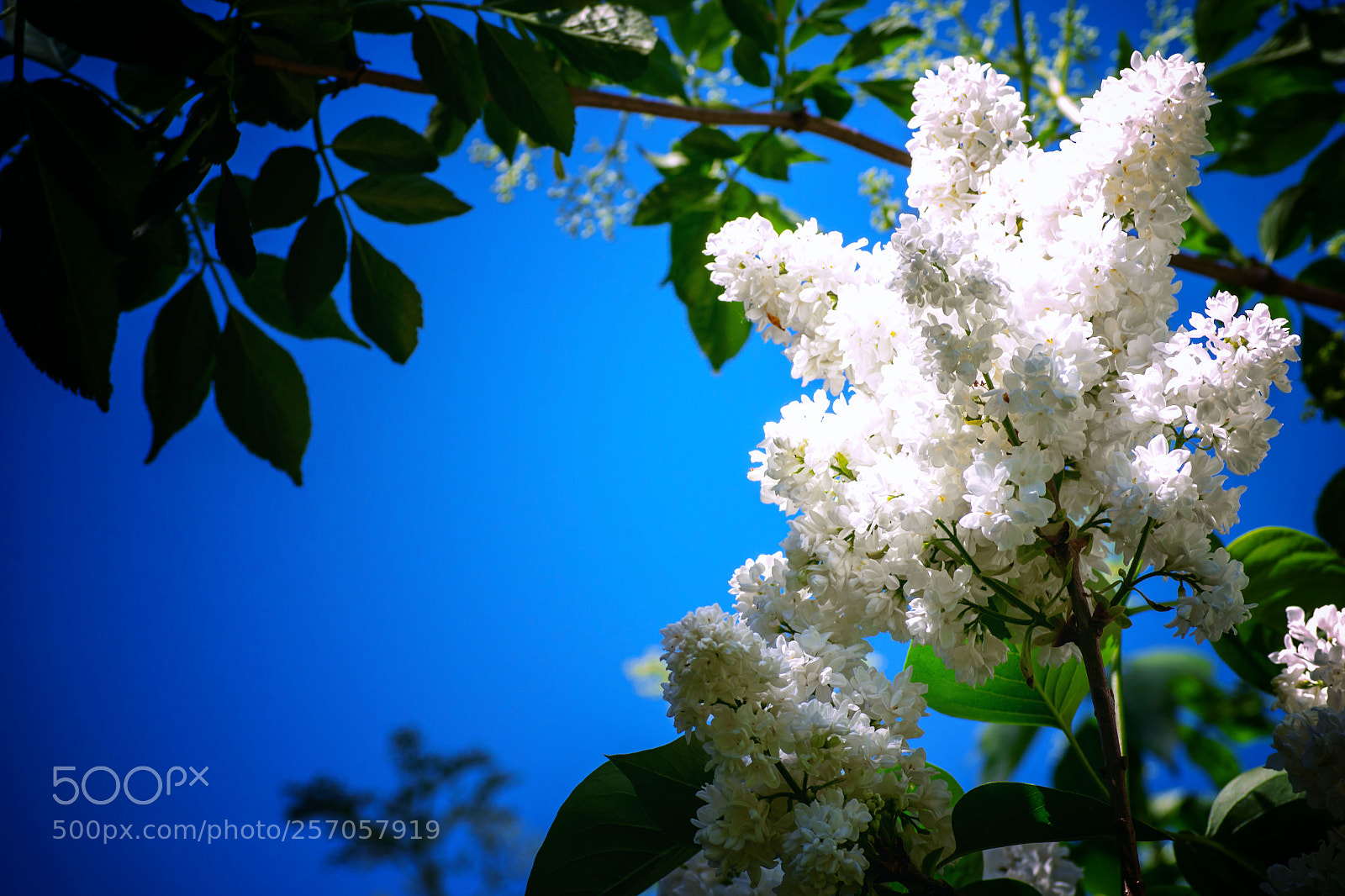 Nikon D3100 sample photo. Wei er flieder und photography