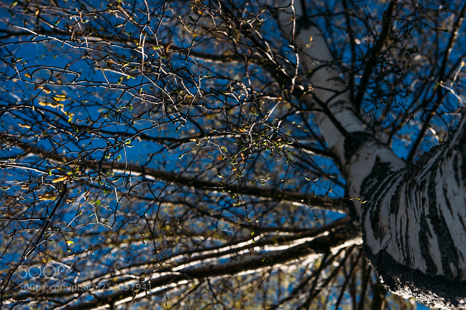 Fujifilm X-T1 sample photo. Spring birch photography
