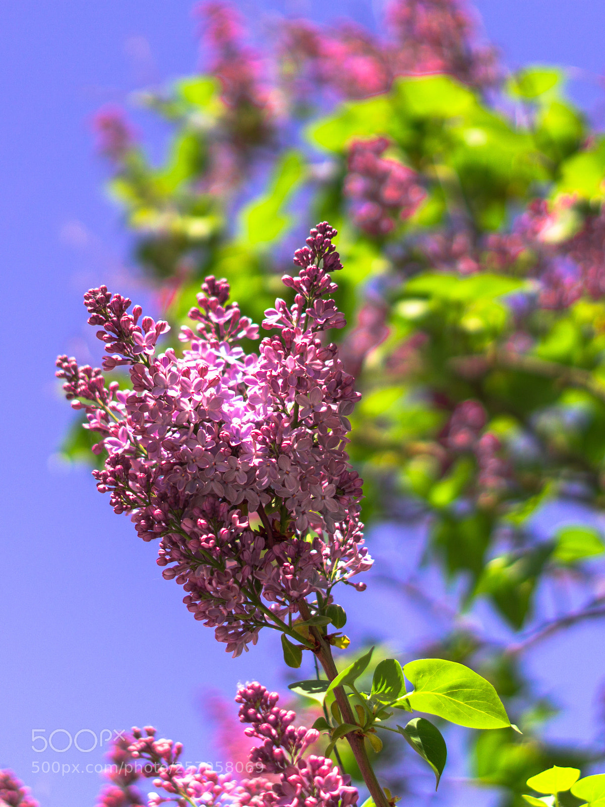 Sony a6000 sample photo. Spring  photography
