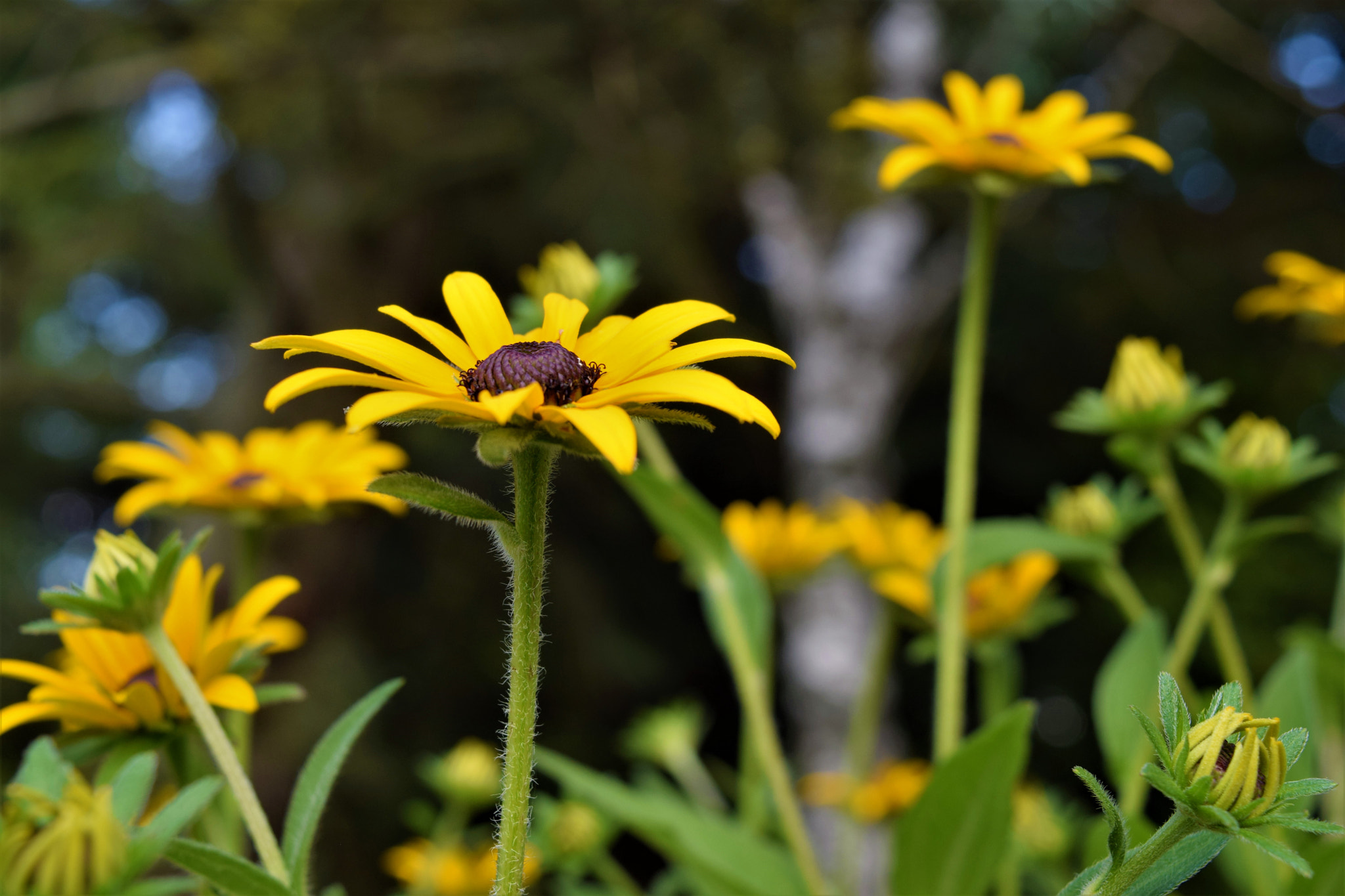 Nikon D5300 sample photo