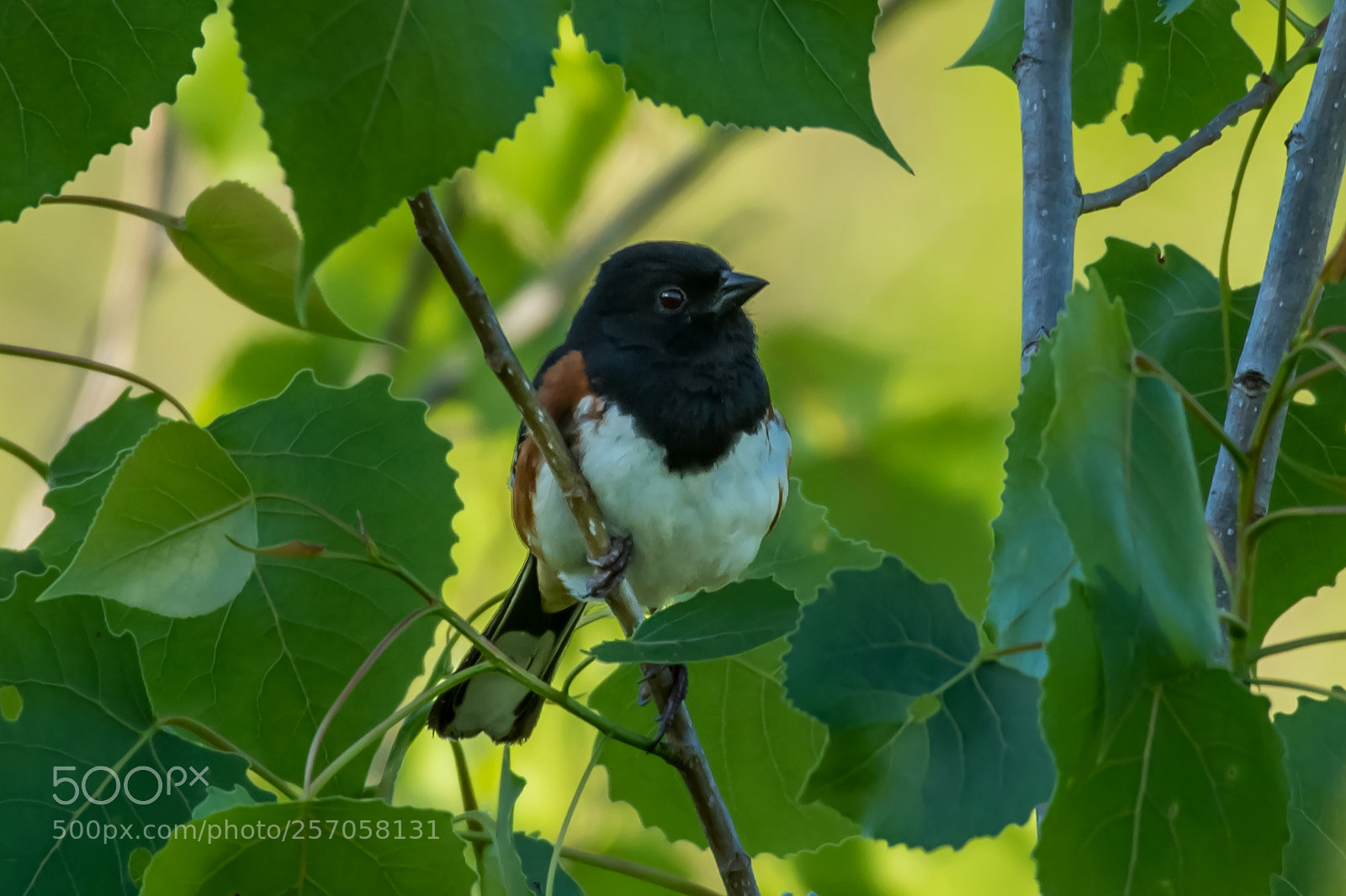 Nikon D7200 sample photo. Easten towhee photography