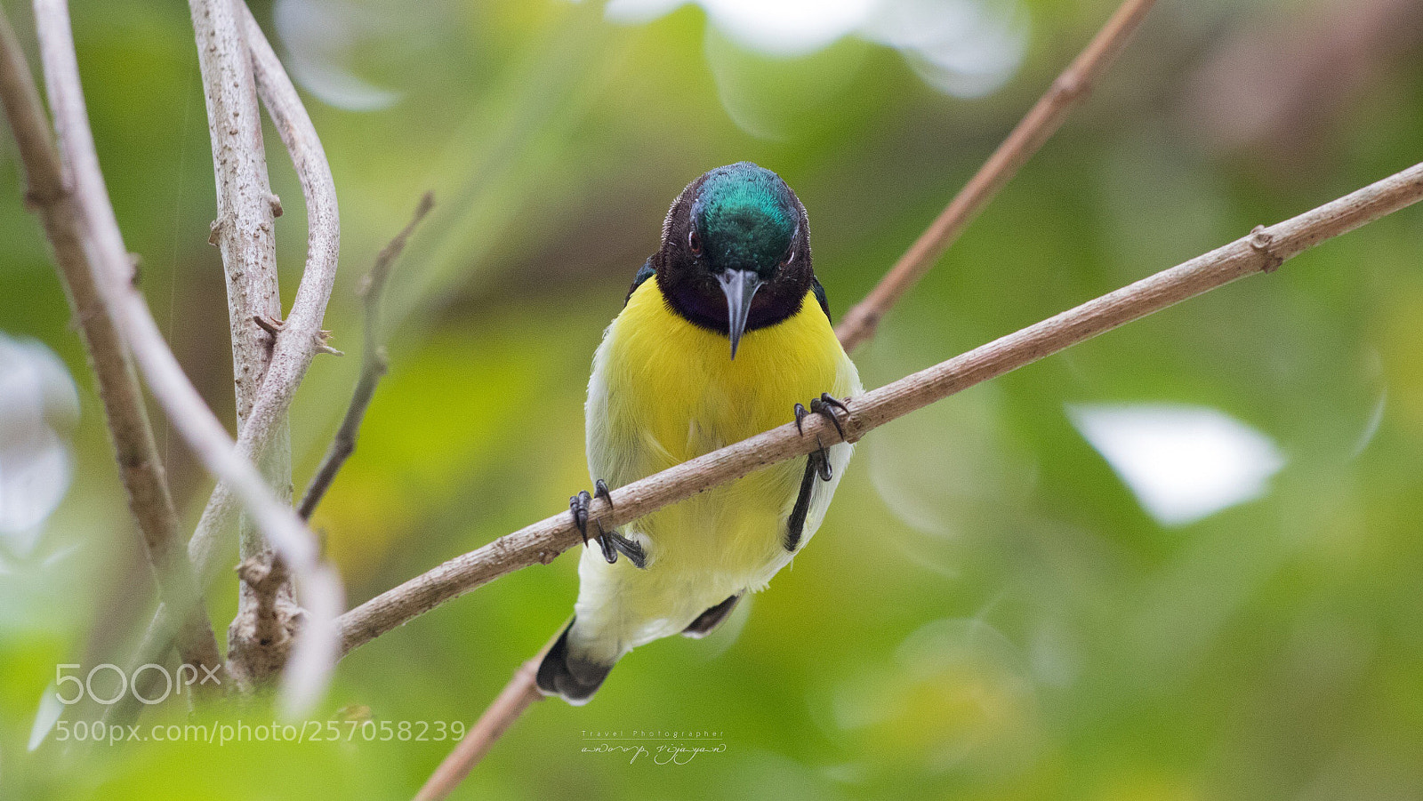 Canon EOS 80D sample photo. Angry bird  photography