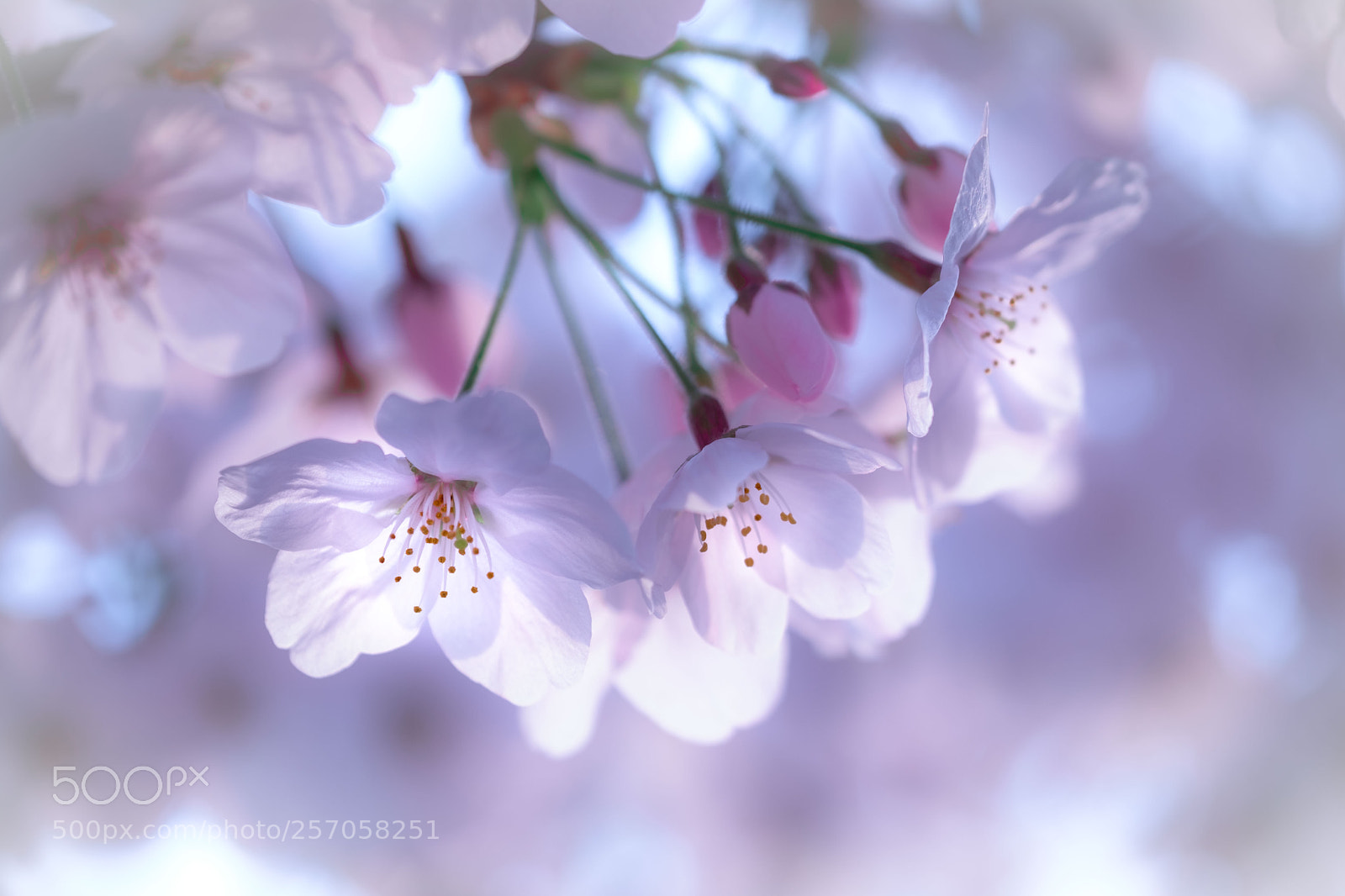 Fujifilm X-Pro2 sample photo. Spring light photography