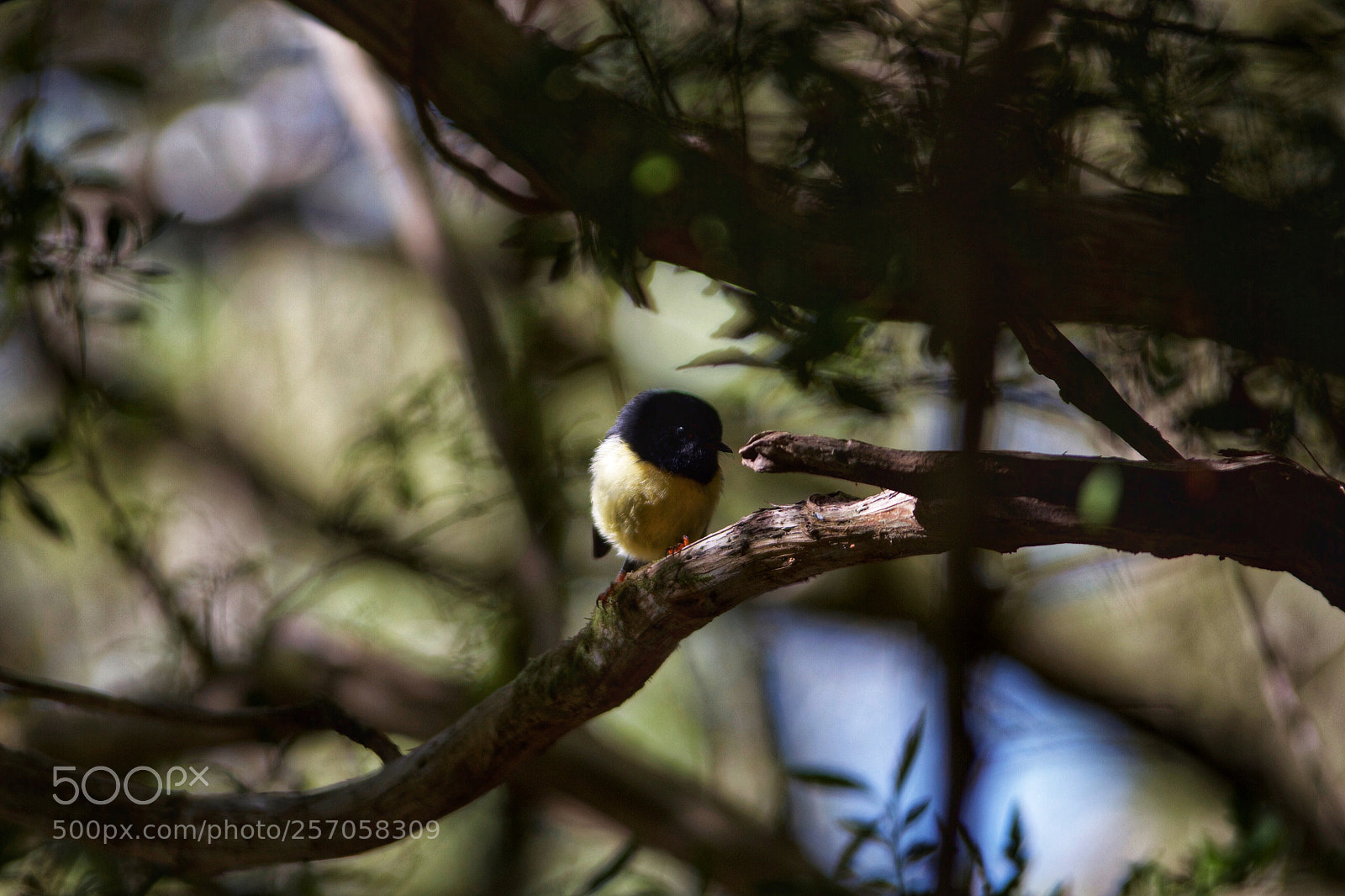 Canon EOS 7D sample photo. Birdie hidden in the photography